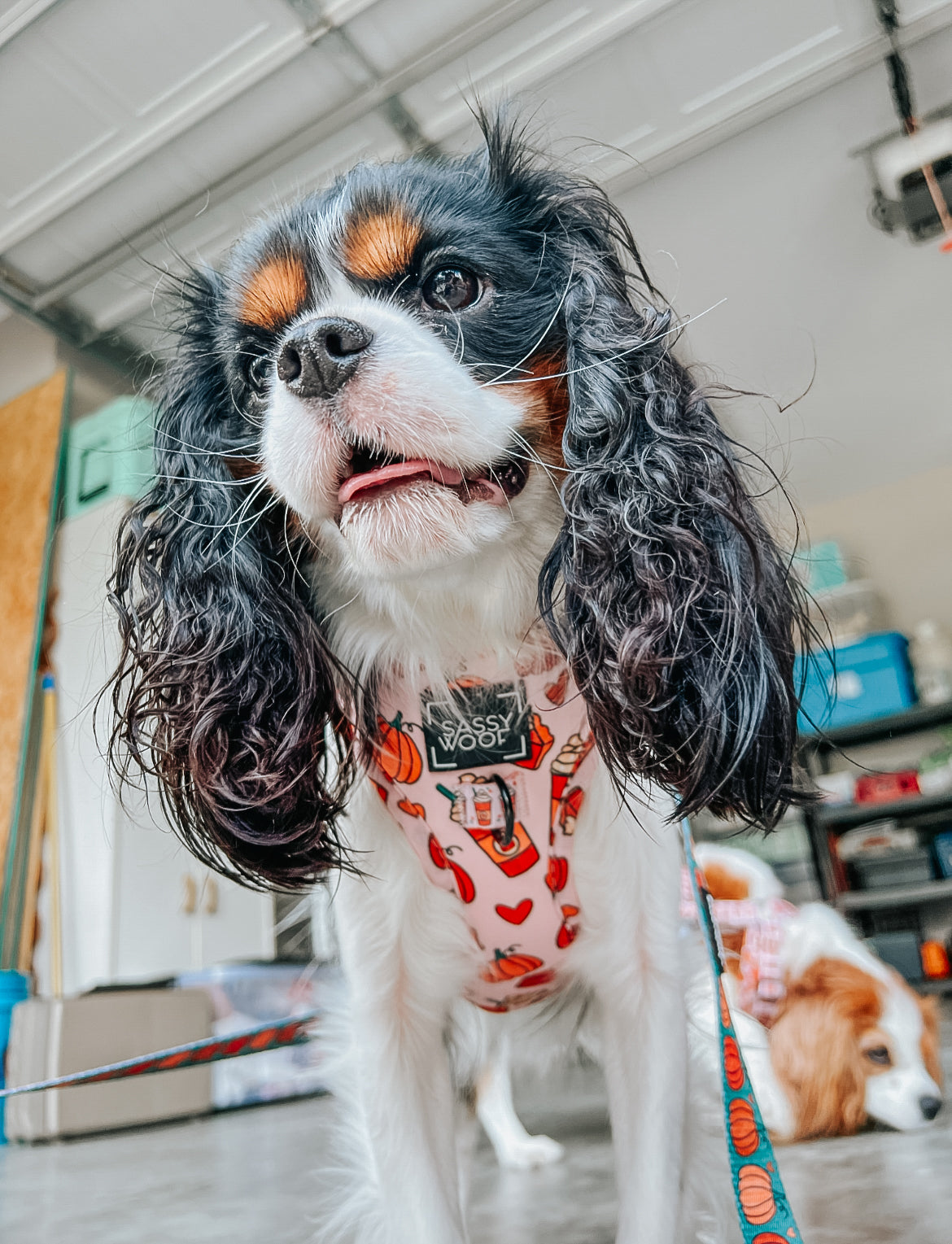 Dog Adjustable Harness - Pie There!