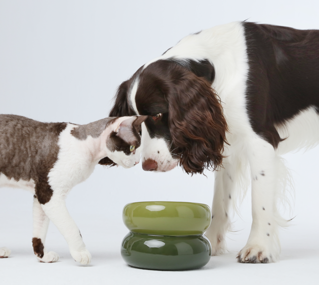 Souffle Pet Bowl-Avocado Green