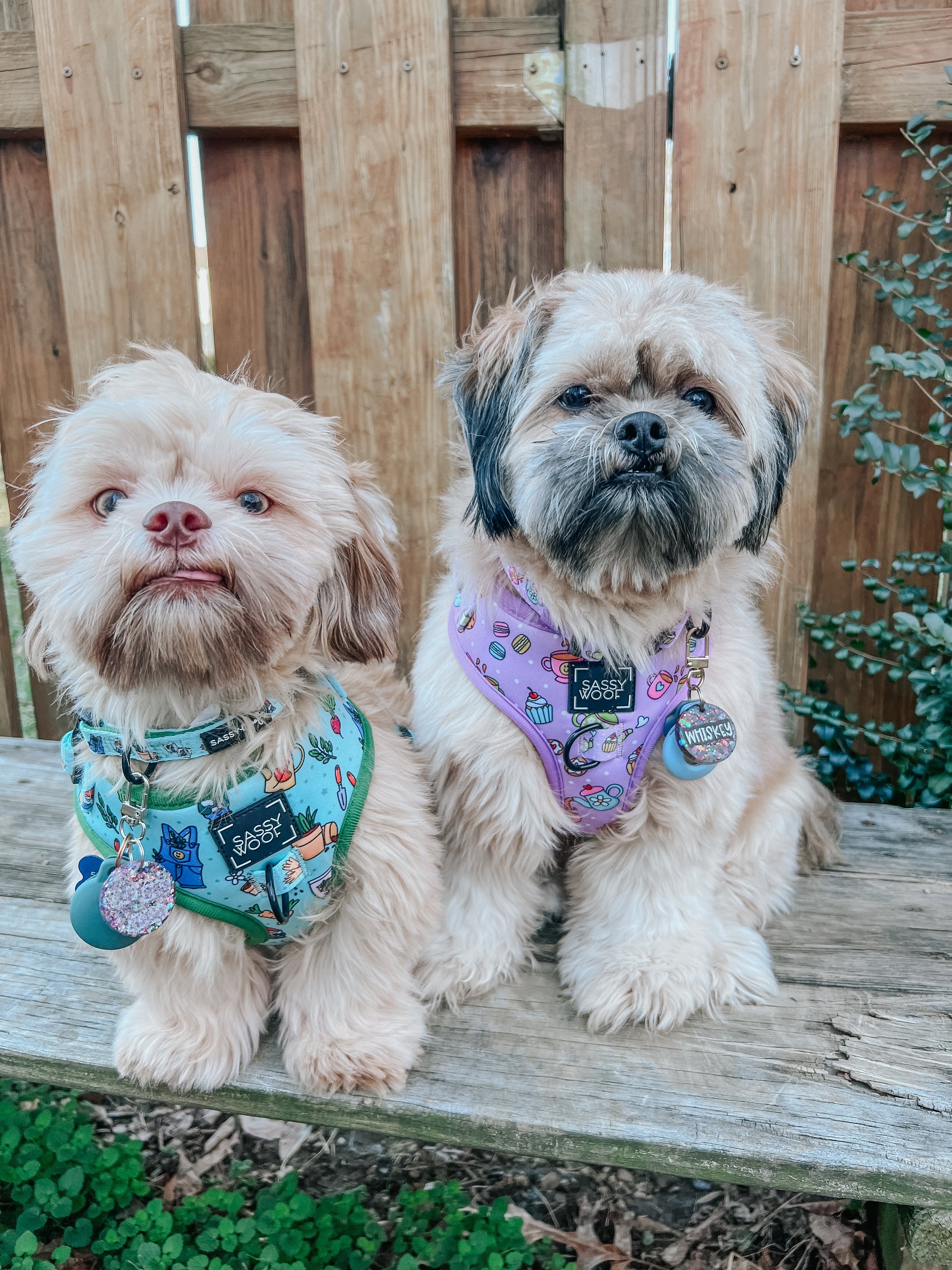 Dog Adjustable Harness - Chillin with my Gnomies