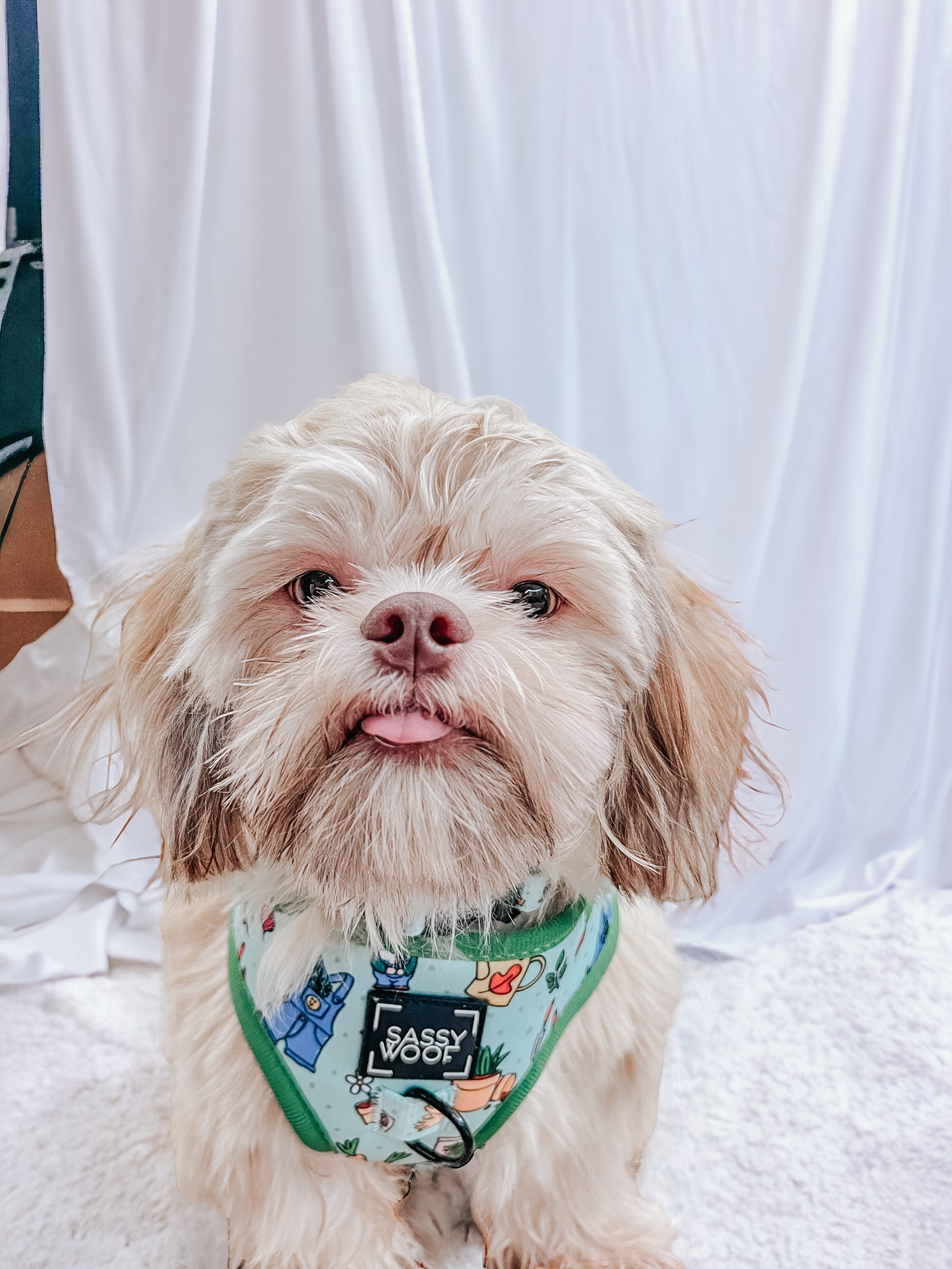 Dog Adjustable Harness - Chillin with my Gnomies