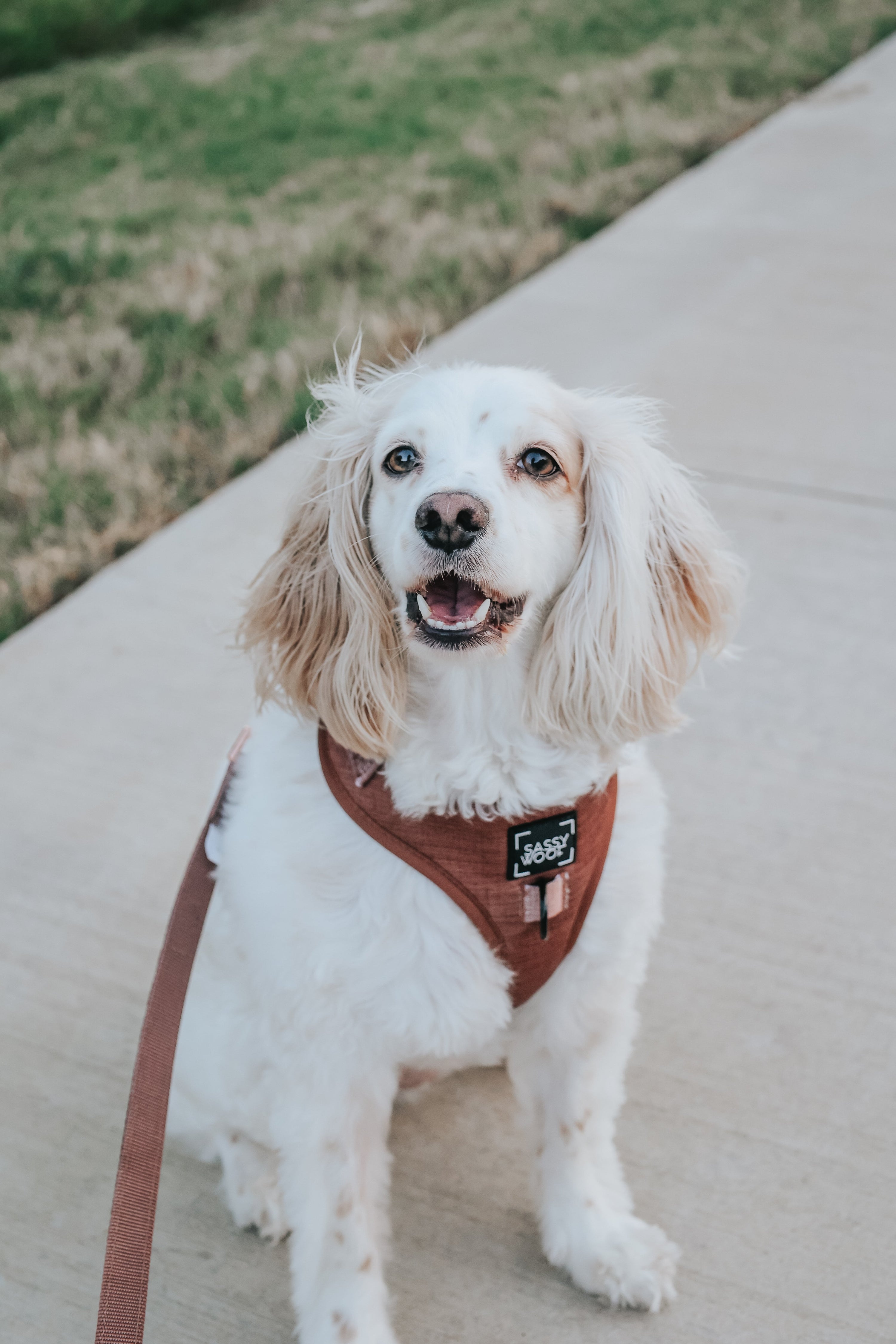 Dog Leash - Teddy