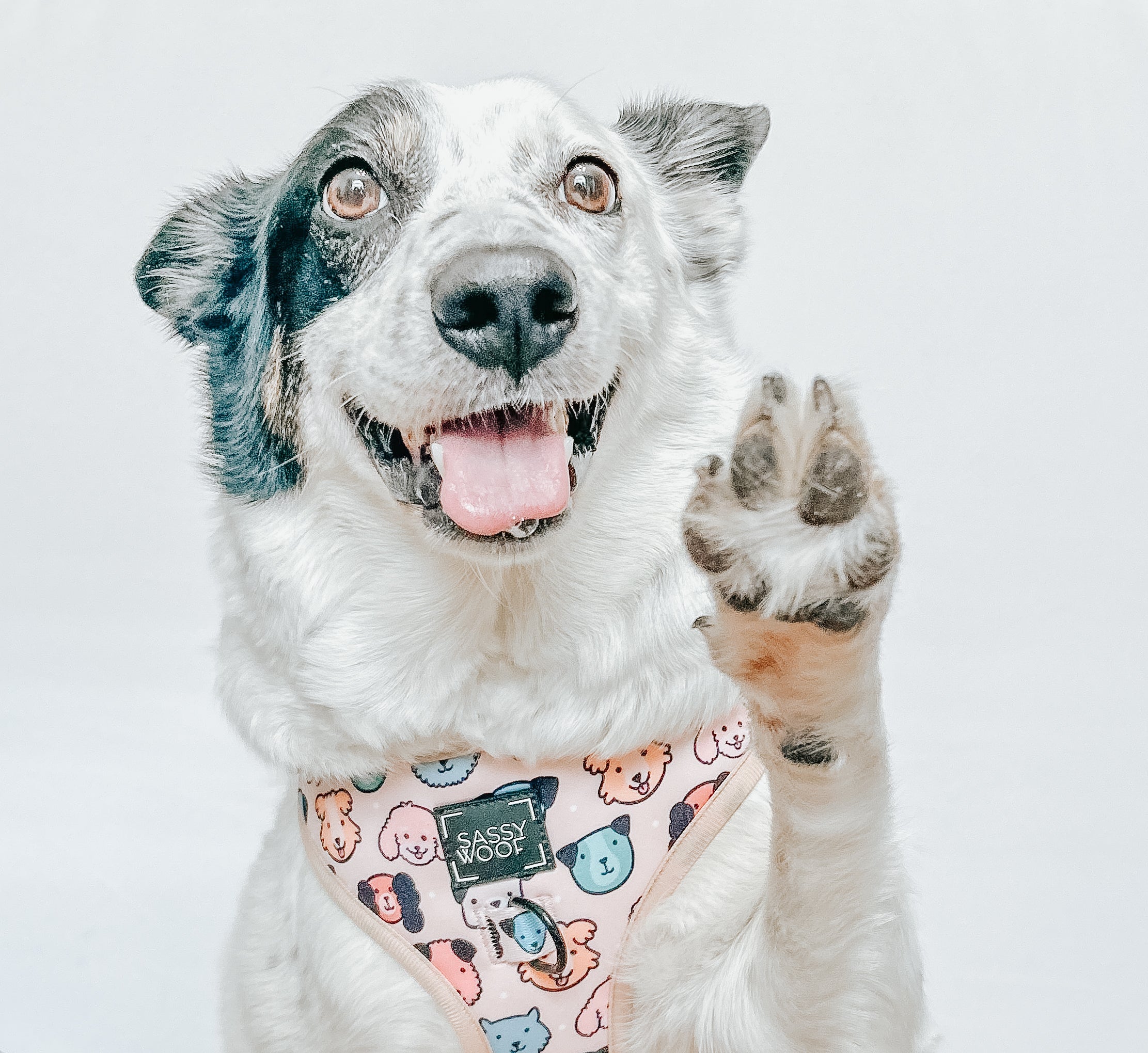 Dog Adjustable Harness - Mixed With Love