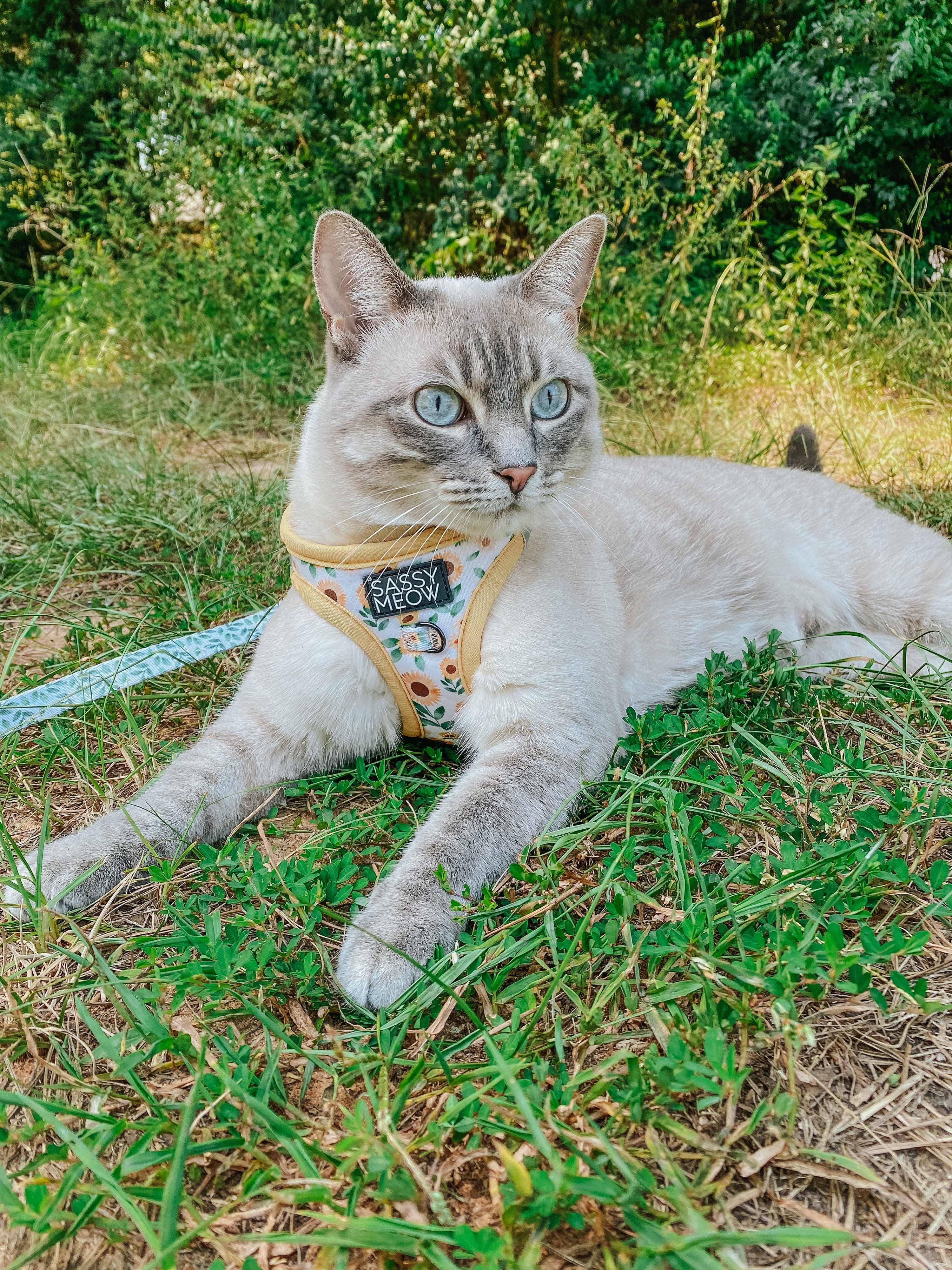 Cat Leash - Sunflower Dreams