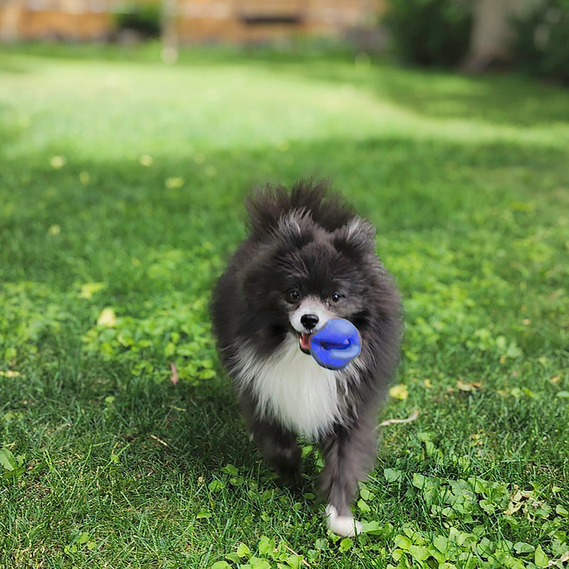 Kong Ogee Orb - HT Animal Supply