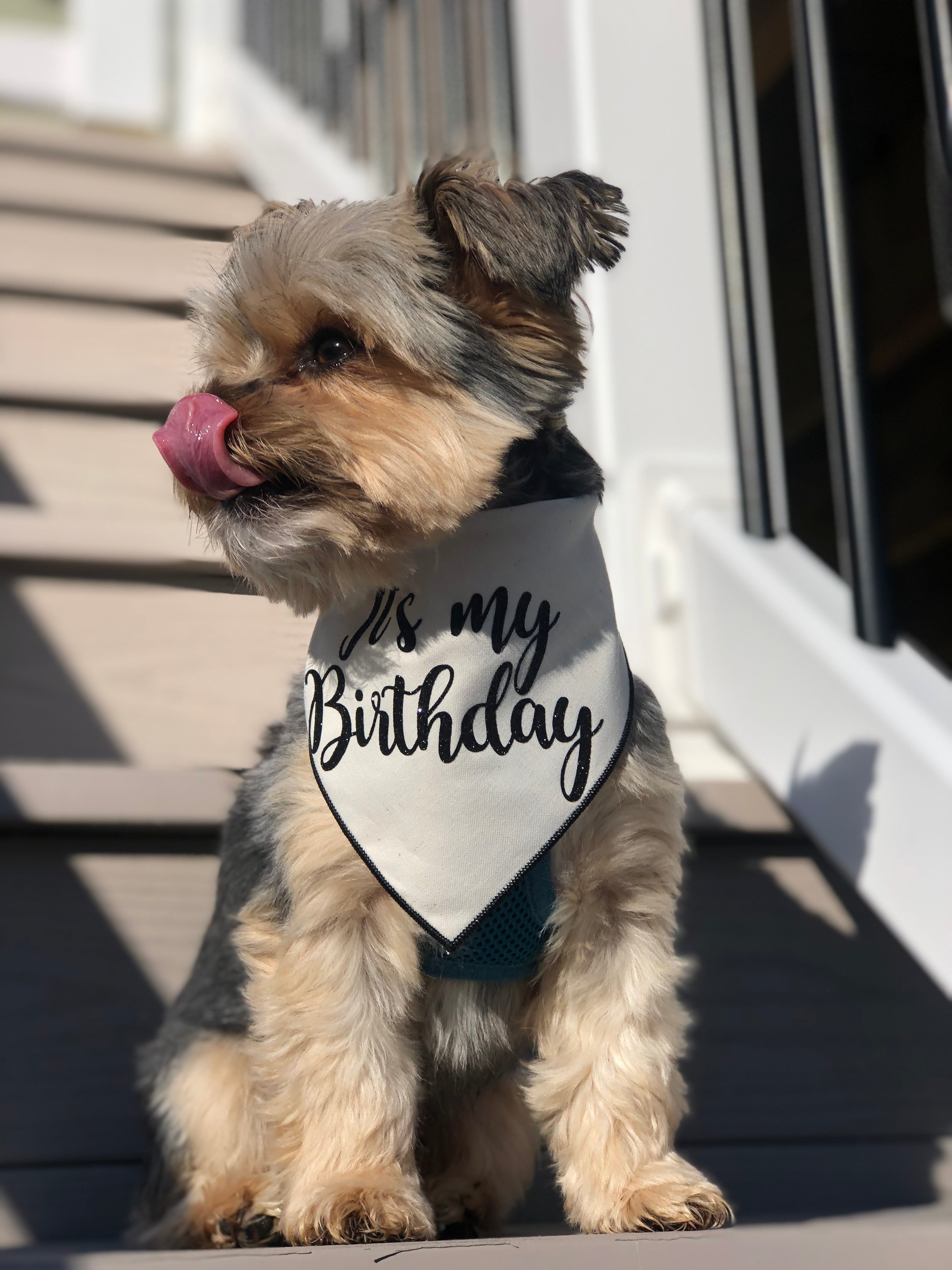 Organic Cotton Birthday Bandana