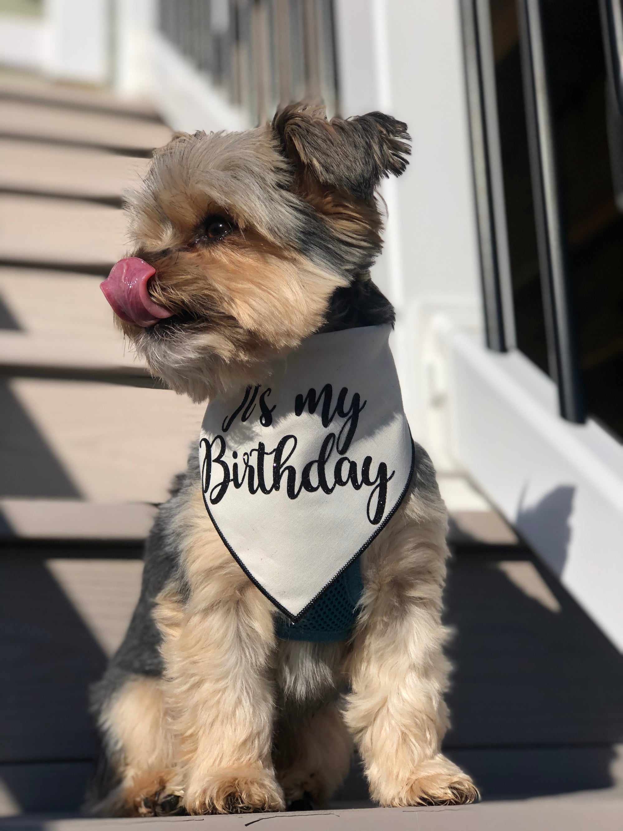 Organic Cotton Birthday Bandana