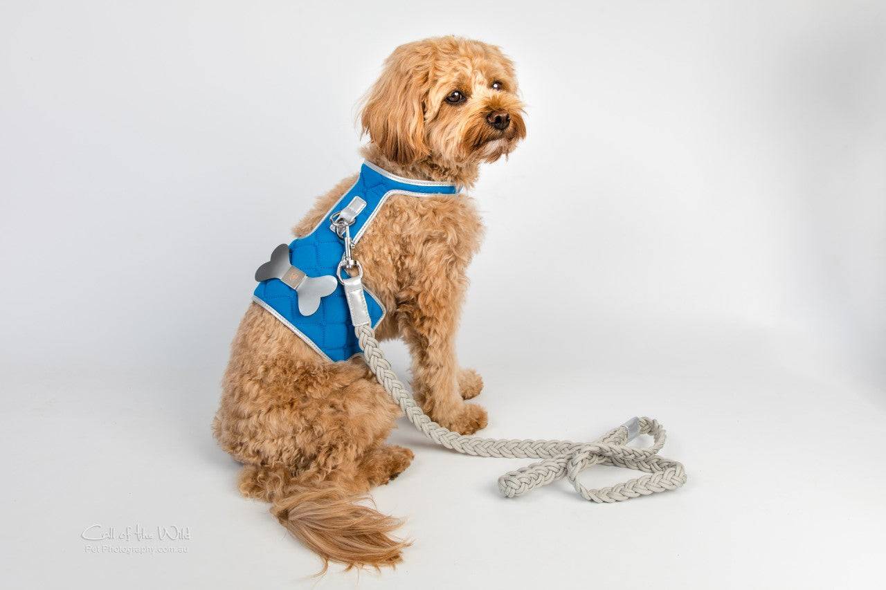 The Royal Dog Harness