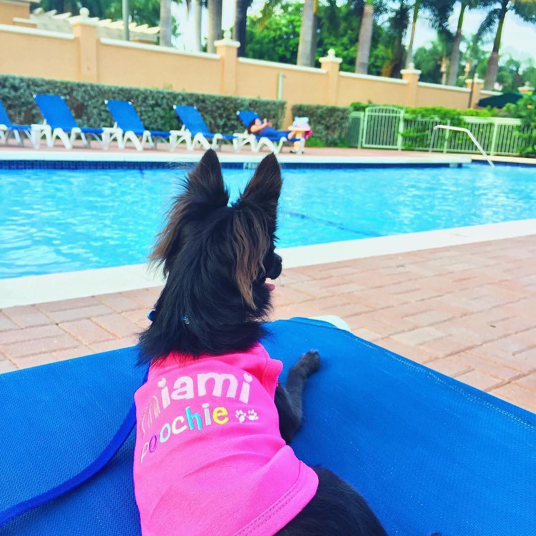 Parisian Pet Miami Poochie Dog & Cat Shirt  Trendy Embroidered Vacation Dog T-Shirt, Comfortable & Machine Washable  Pink