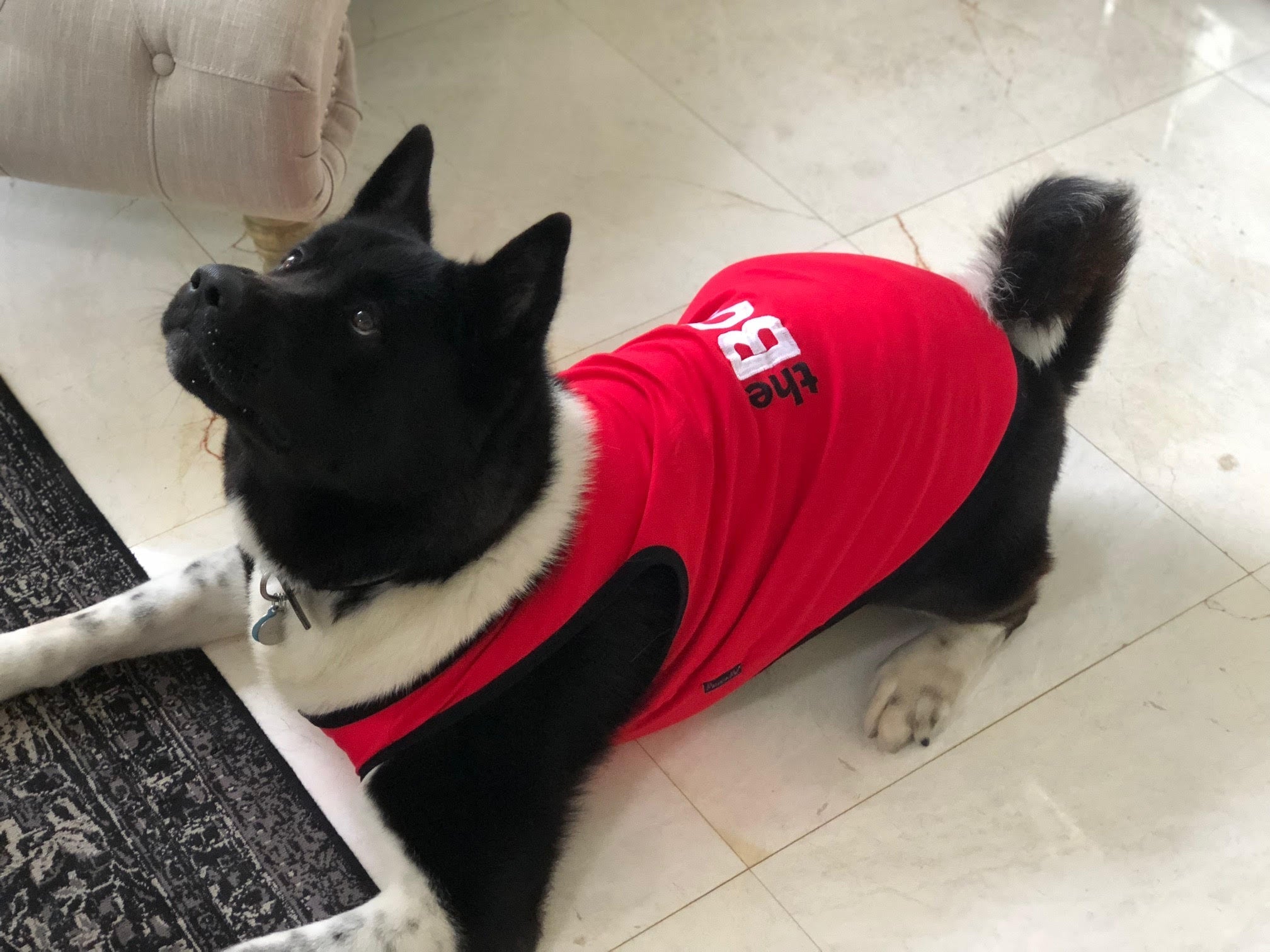 Parisian Pet The Boss Embroidered Pet T-Shirt  Bold Slogan Dog Apparel for Dogs & Cats, Red