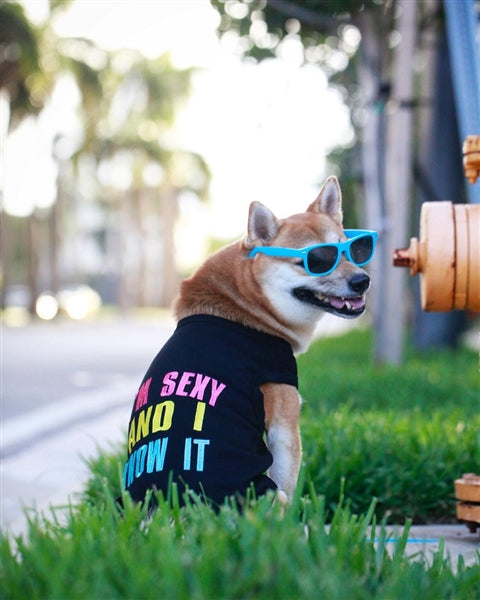 Parisian Pet Sexy and I Know It Dog & Cat Shirt  Humorous Embroidered Novelty Pet Apparel, Comfortable & Stylish  Black