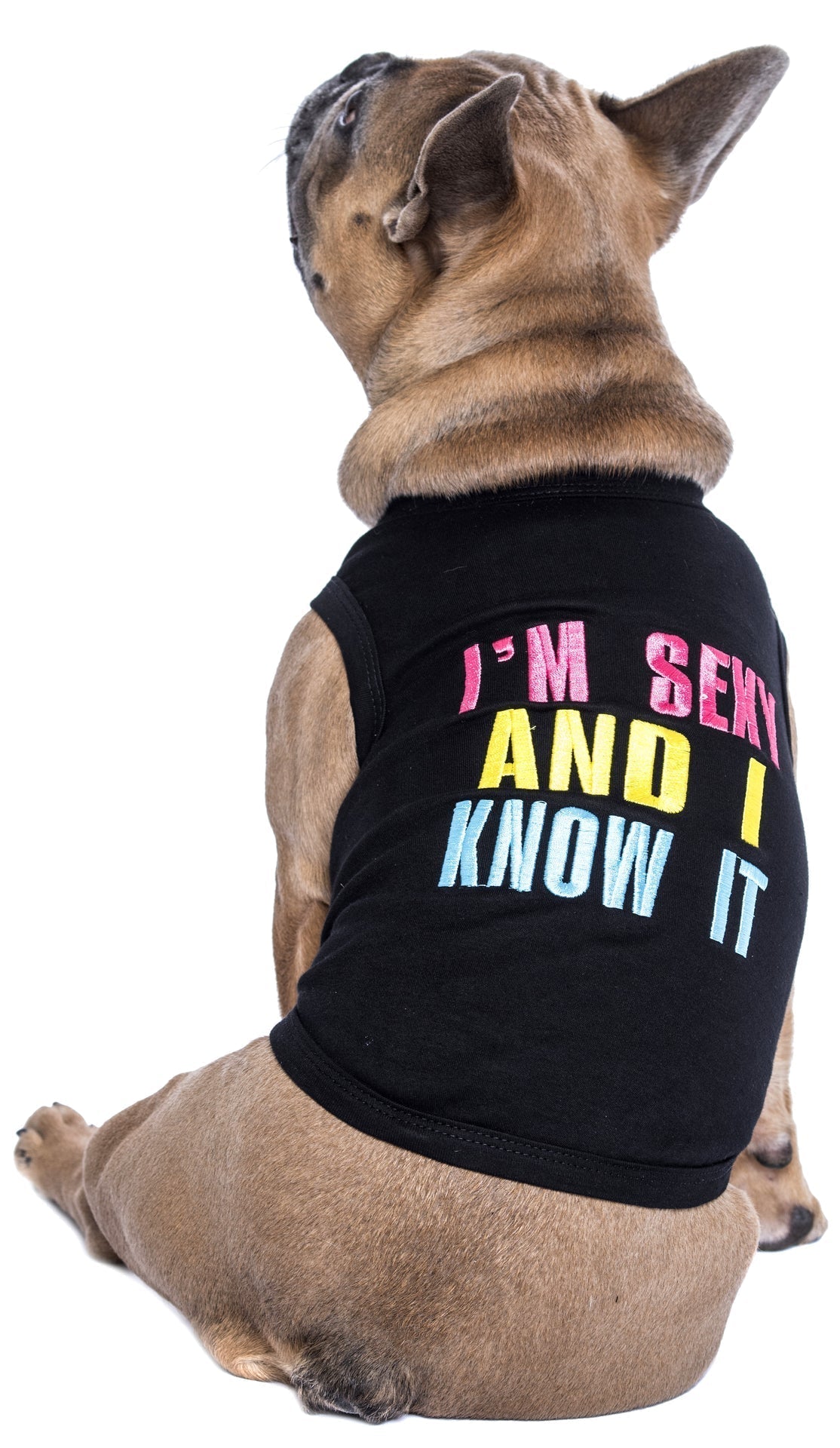 Parisian Pet Sexy and I Know It Dog & Cat Shirt  Humorous Embroidered Novelty Pet Apparel, Comfortable & Stylish  Black