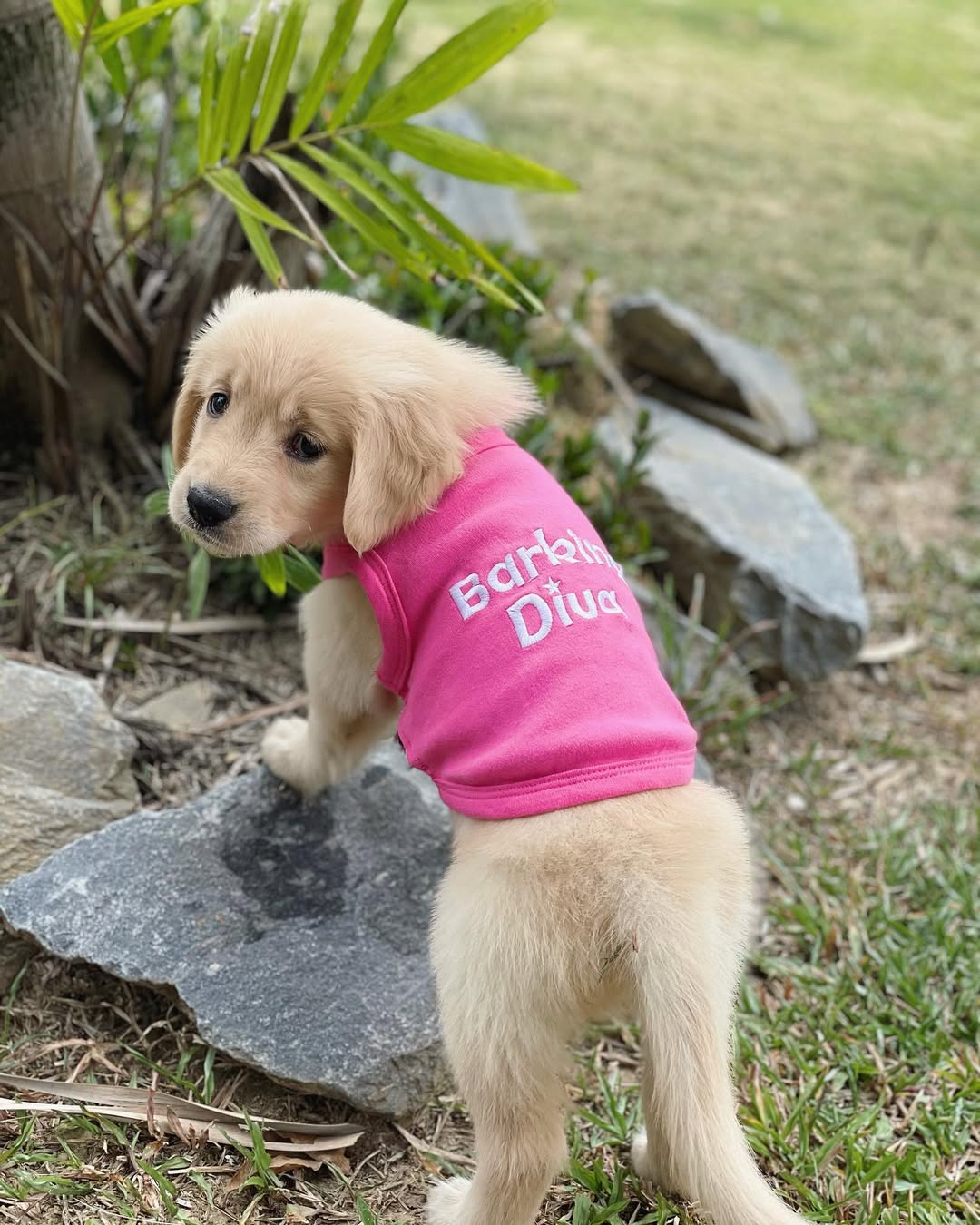 Parisian Pet Barking Diva Dog T-Shirt-Pink