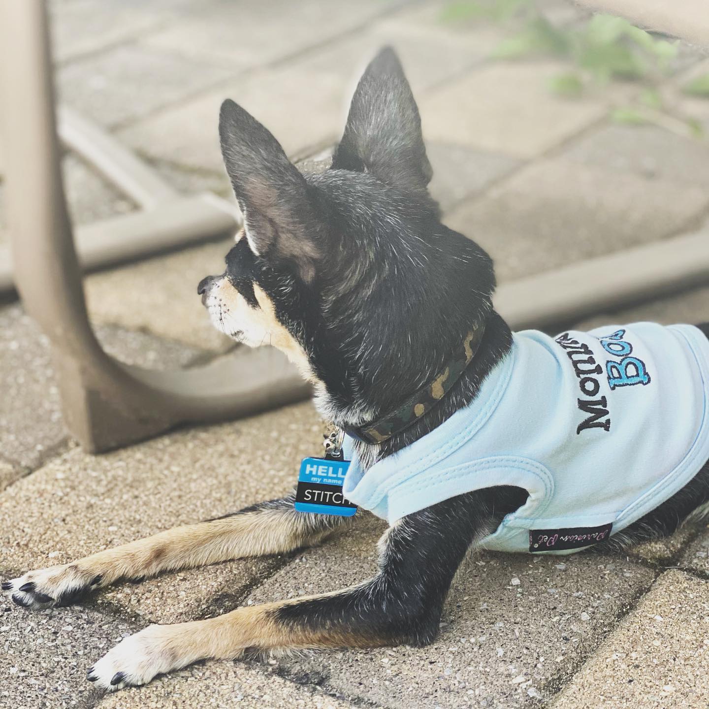 Parisian Pet Mommys Boy Cotton Dog Apparel-Light Blue