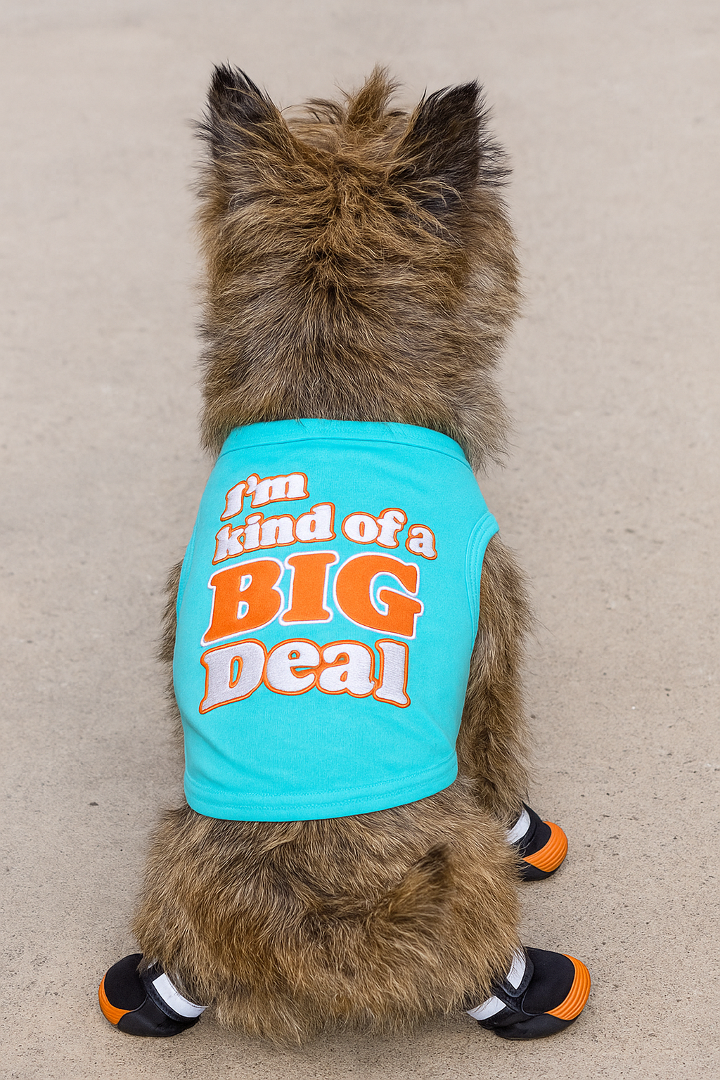 Parisian Pet Im Kind of a Big Deal Humorous Dog Shirt  Embroidered Graphic Pet T-Shirt for Dogs & Cats, Light Blue