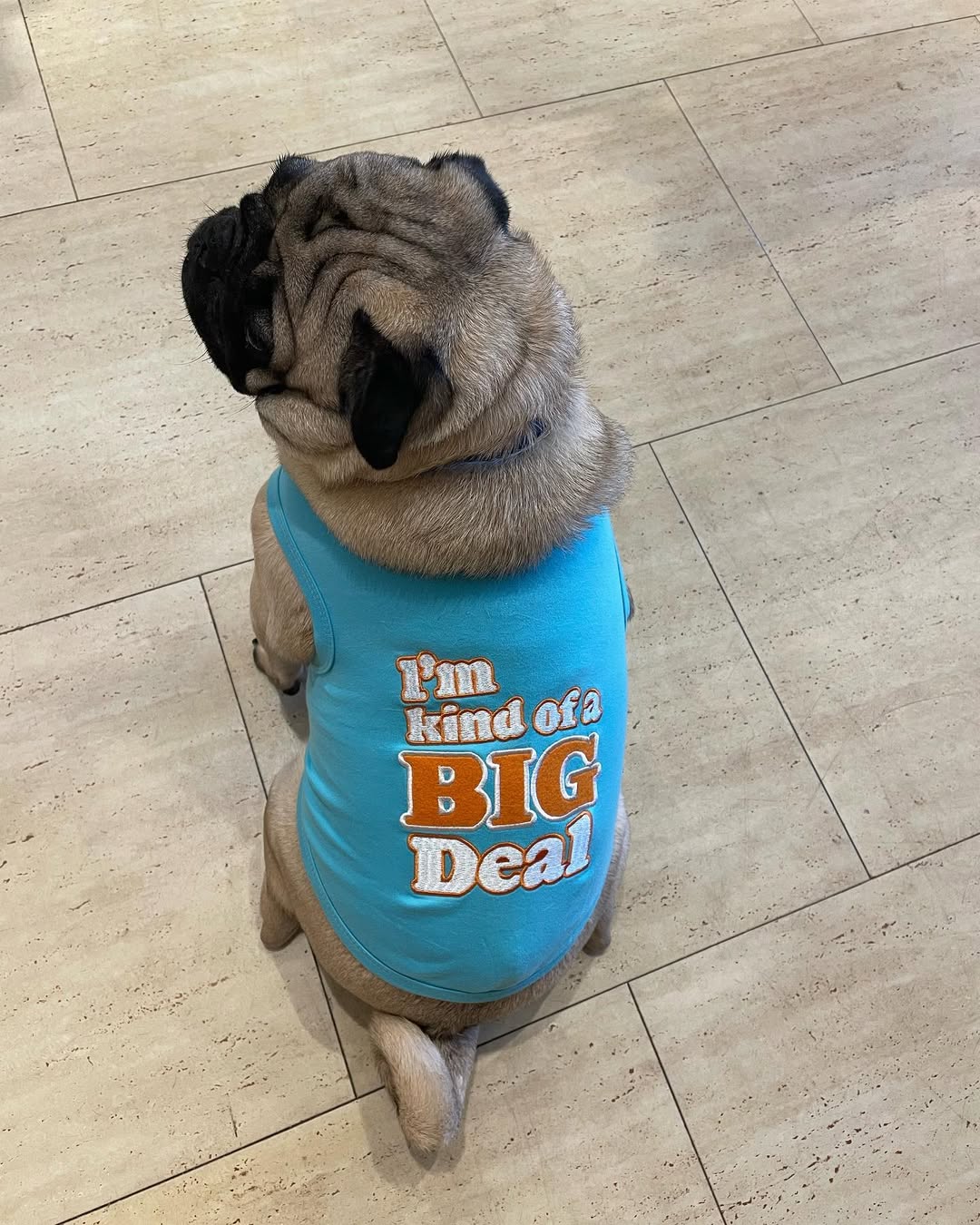 Parisian Pet Im Kind of a Big Deal Humorous Dog Shirt  Embroidered Graphic Pet T-Shirt for Dogs & Cats, Light Blue