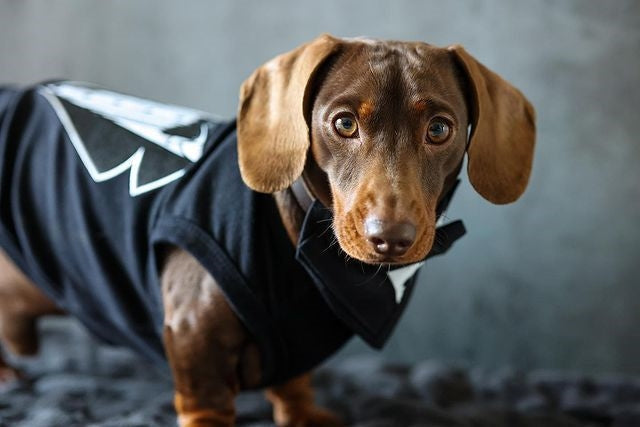 Parisian Pet Tuxedo Stylish Dog Outfit-Black