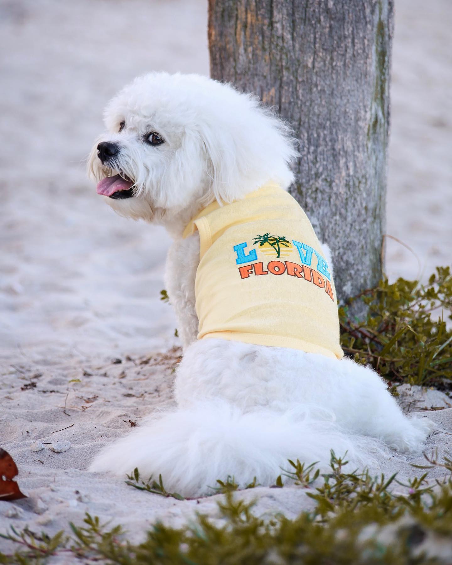 Parisian Pet Love Florida Pet Apparel  Trendy Florida Pride Dog Shirt for Small Dogs & Cats, Yellow