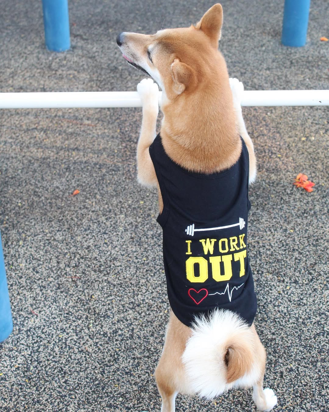 Parisian Pet I Work Out Trendy Dog Apparel  Playful Slogan Dog Shirt for Dogs & Cats, Black