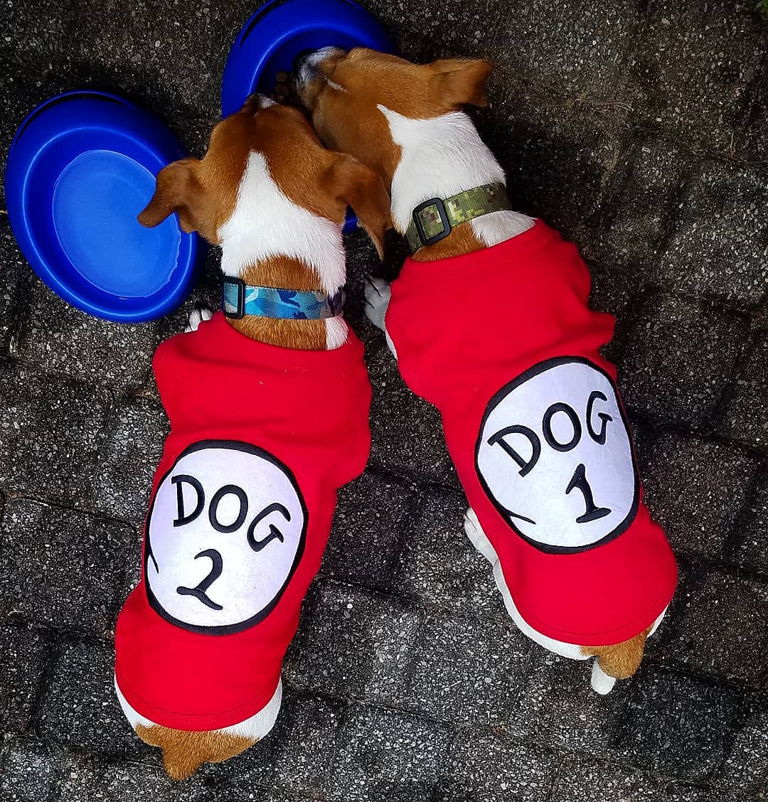 Parisian Pet Dog 2 Funny Slogan Dog T-Shirt-Red