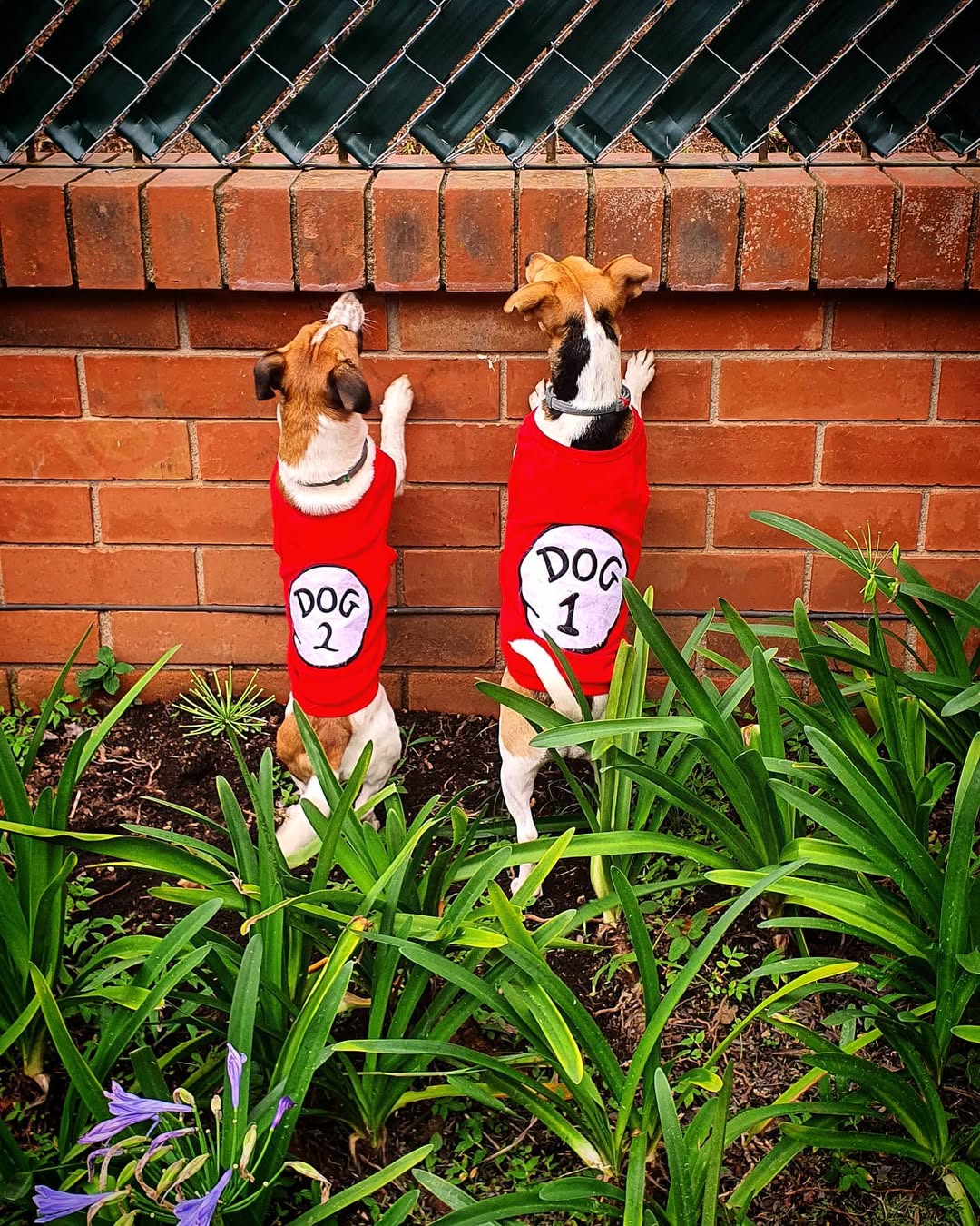 Parisian Pet Dog 2 Funny Slogan Dog Shirt  Playful Embroidered Pet Apparel for Dogs & Cats, Red