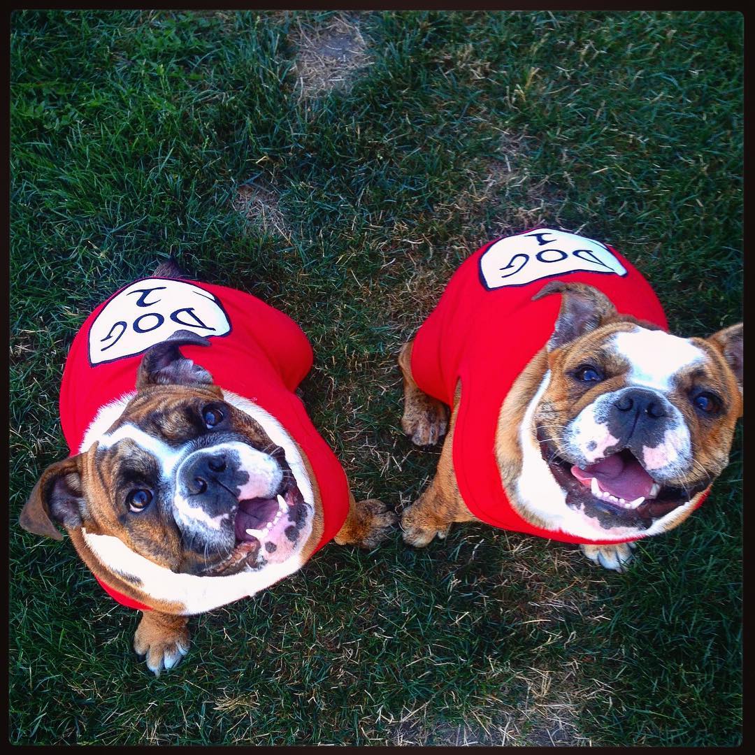 Parisian Pet Dog 2 Funny Slogan Dog T-Shirt-Red