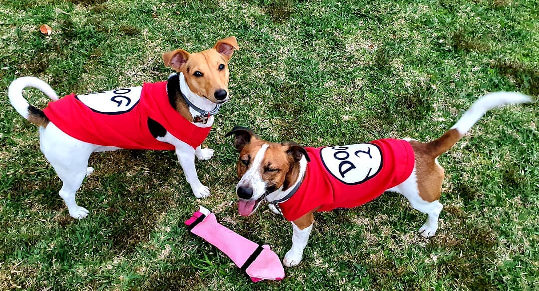 Parisian Pet Dog 1 Dog Shirt  Fun Slogan Cotton Pet T-Shirt for Dogs & Cats, Red