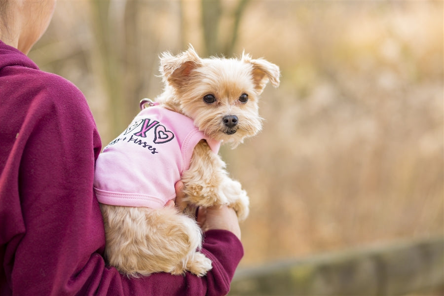 Parisian Pet XOXO Soft Cotton Slogan Dog T-Shirt  Trendy and Comfortable Outfit for Small Dogs & Cats, Pink-Valentines Day