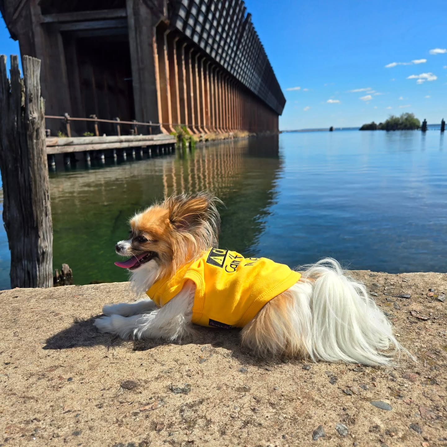 Parisian Pet Licker Novelty Dog Apparel  Fun Embroidered Pet Wear for Dogs & Cats, Yellow