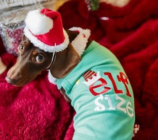 Parisian Pet Embroidered Elf Size Shirt - Holiday Pet Apparel & Christmas Dog Clothes, Green