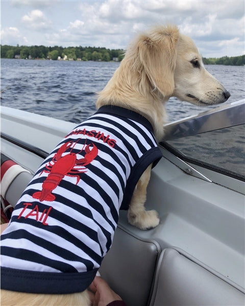 Parisian Pet Lobster Chasing Tail Dog T-Shirt-Blue & White Stripes
