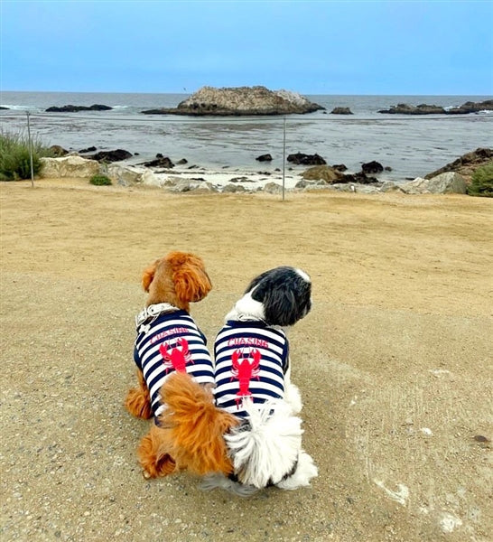 Parisian Pet Lobster Chasing Tail Dog T-Shirt-Blue & White Stripes