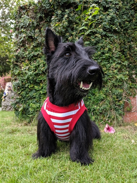 Parisian Pet Turtley Awesome Dog T-Shirt-Red & White Stripes