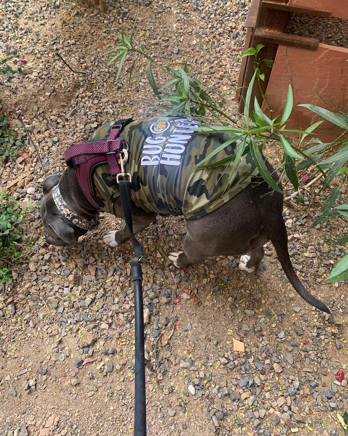 Parisian Pet Bug Hunter Dog Shirt  Small Dog Casual Outfit with Funny Slogan for Dogs & Cats, Green