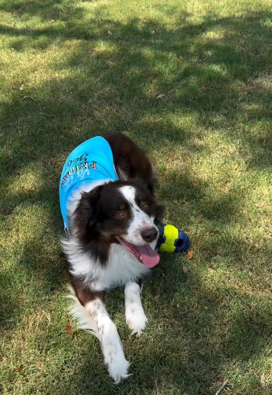 Parisian Pet Is It Friday Yet? Embroidered Dog T-Shirt-Light Blue