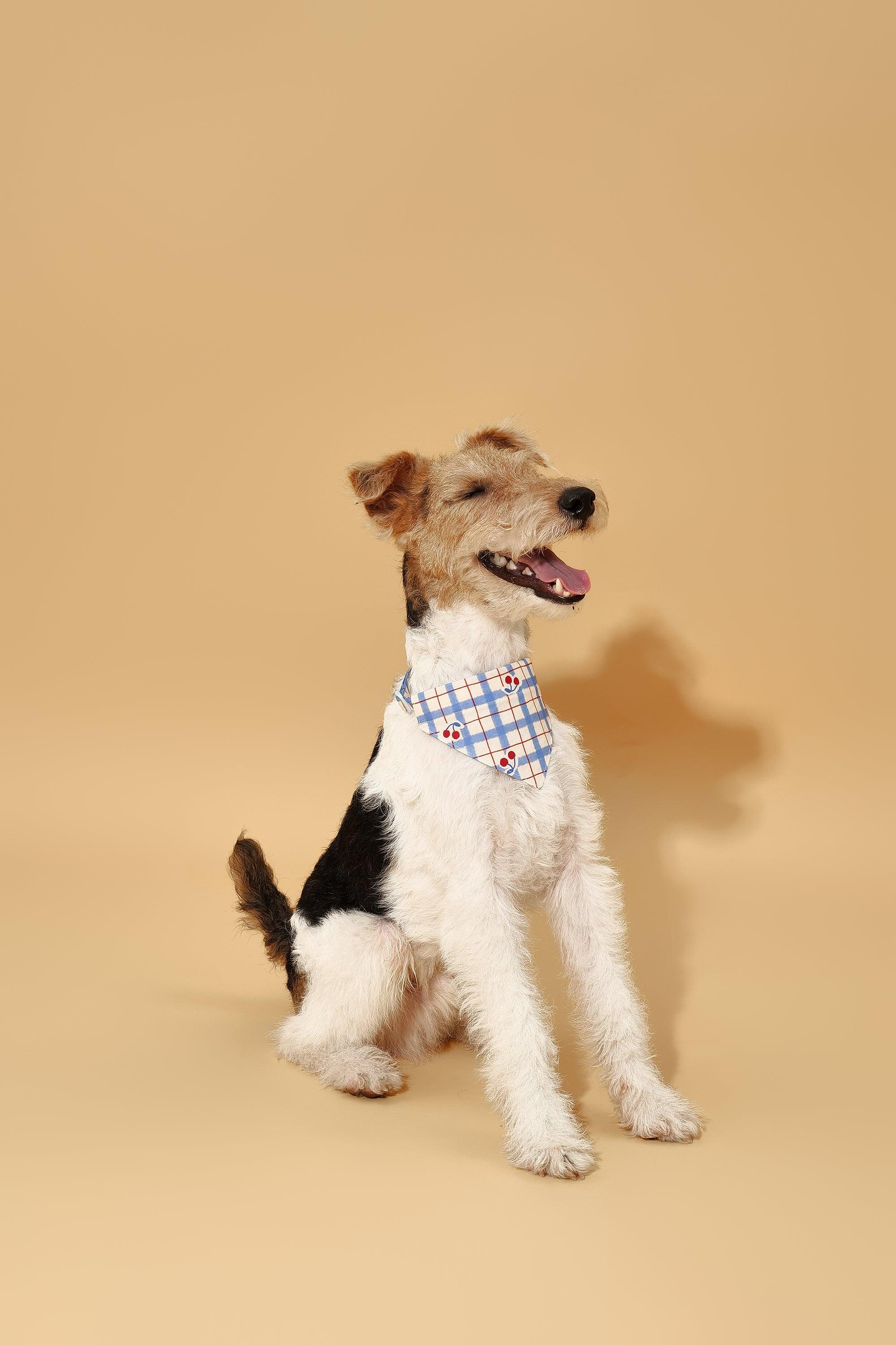 Blue Gingham Cherry Bandana