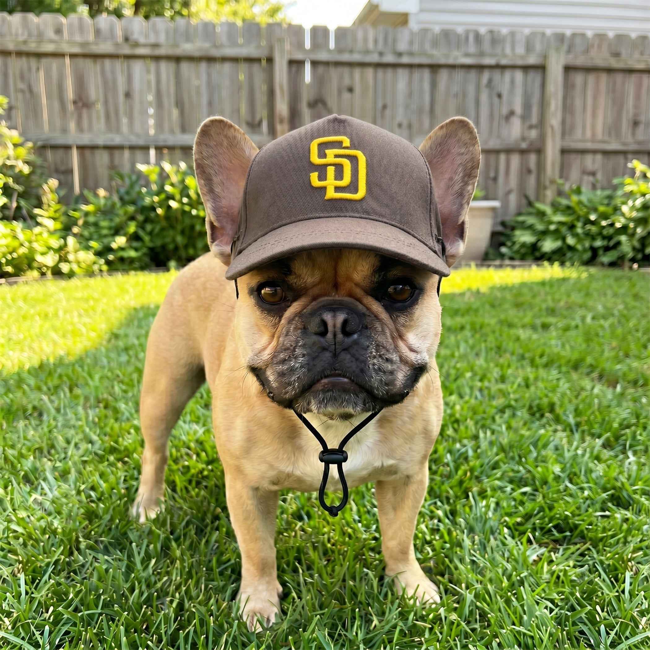 MLB San Diego Padres Dog Hat