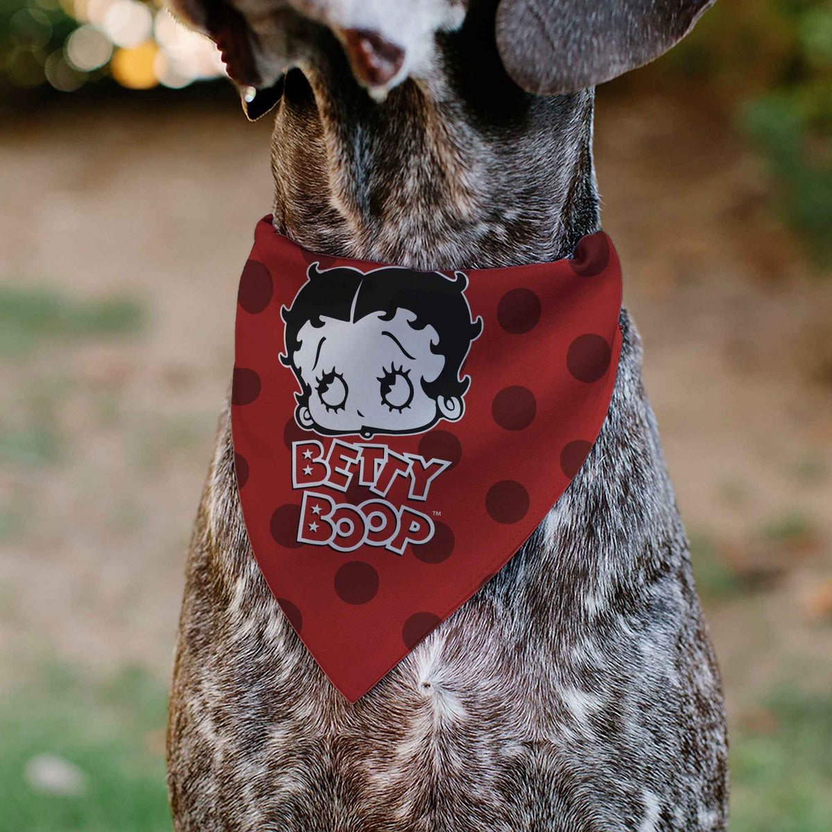 Pet Bandana - Bandana BETTY BOOP Face and Text Polka Dot Reds/Black/White