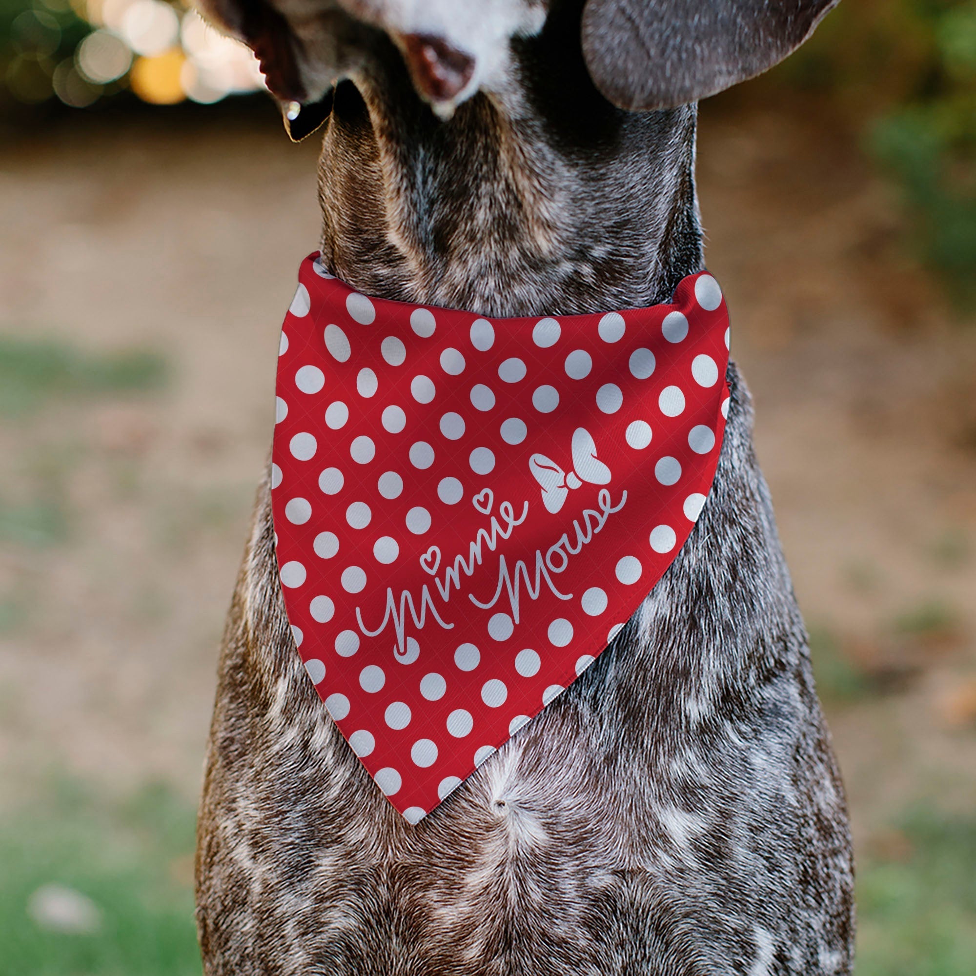 Pet Bandana - MINNIE MOUSE Autograph Script Polka Dot Red/White 