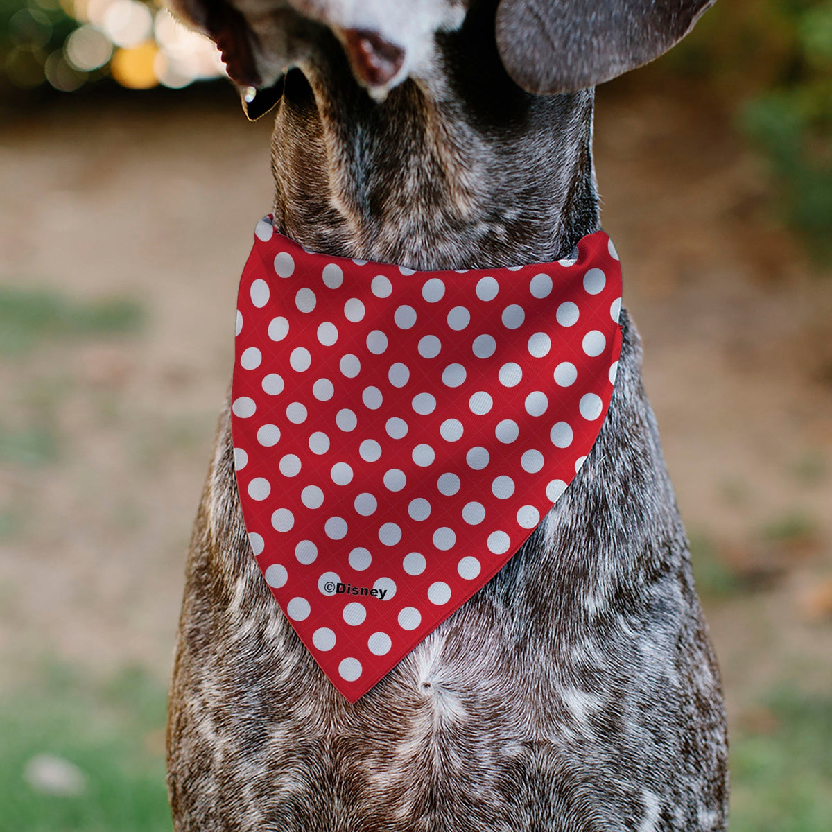 Pet Bandana - MINNIE MOUSE Autograph Script Polka Dot Red/White 