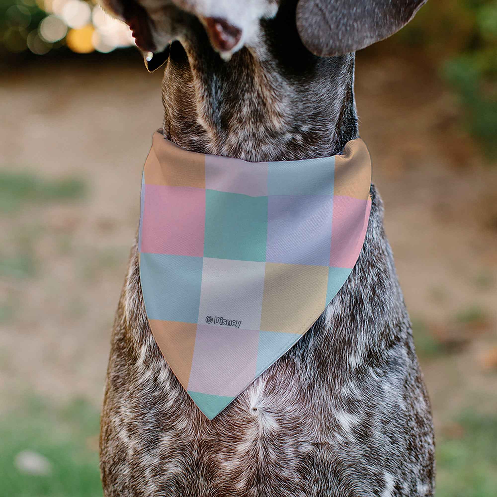 Pet Bandana - Minnie Mouse and Daisy Duck with Figaro and Fifi FRIENDS FUR-EVER Multi Color