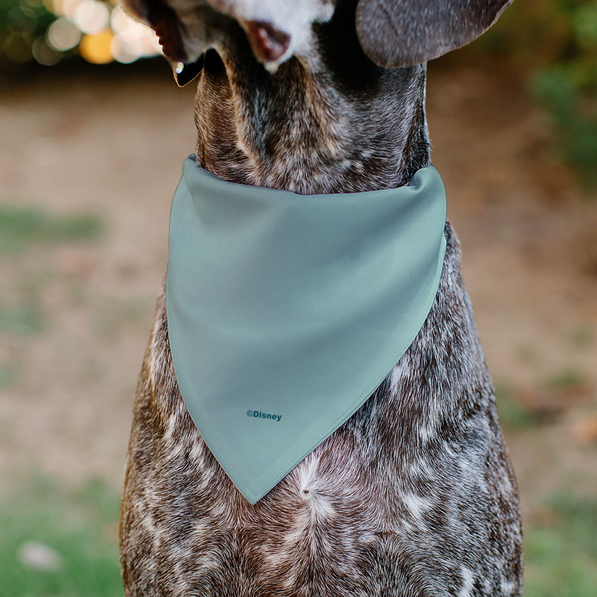 Pet Bandana - Moana Standing Pose and Plants Greens 