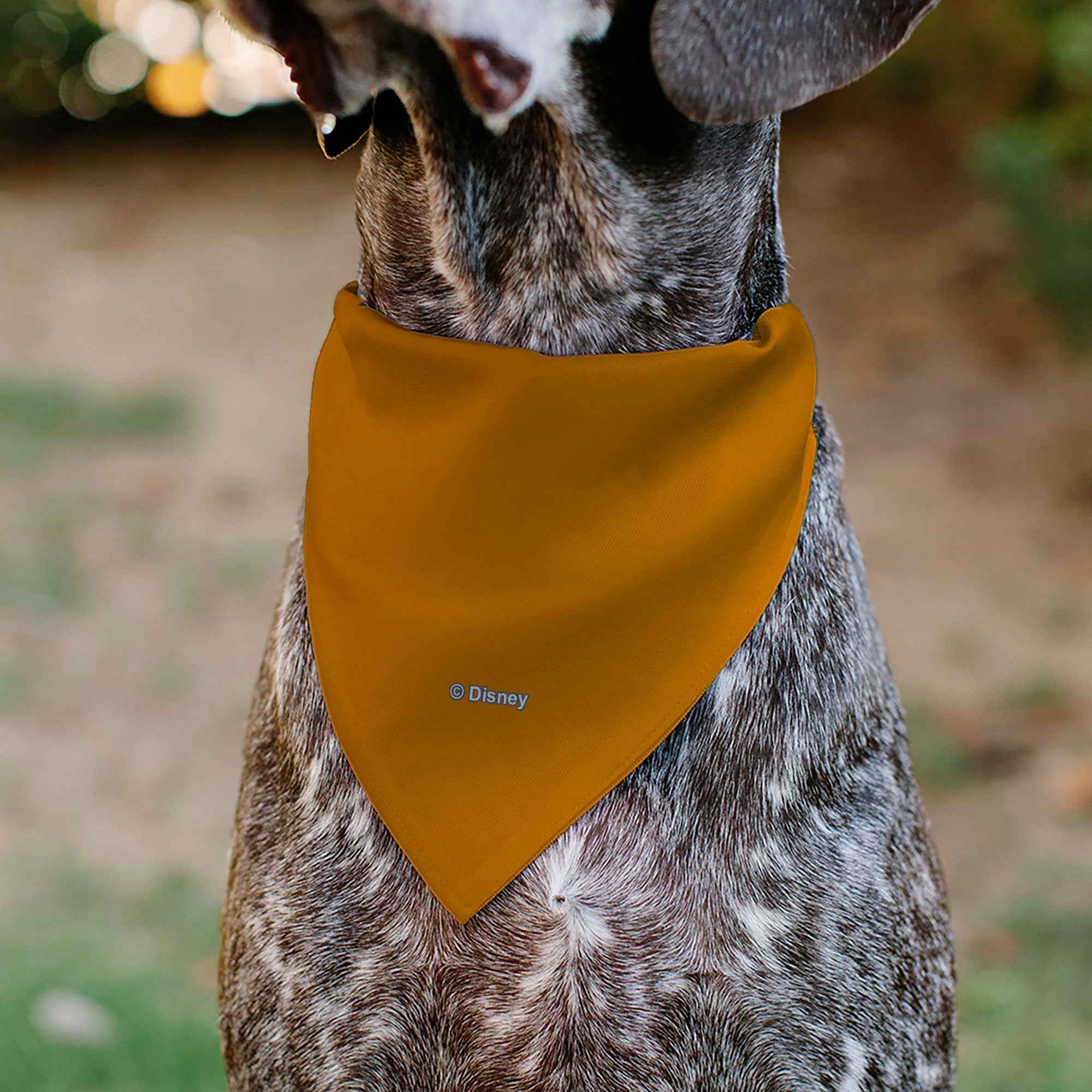 Buckle-Down The Lion King Young Simba Circle Of Life Pose Oranges/Black Over-the-Collar Dog Bandana