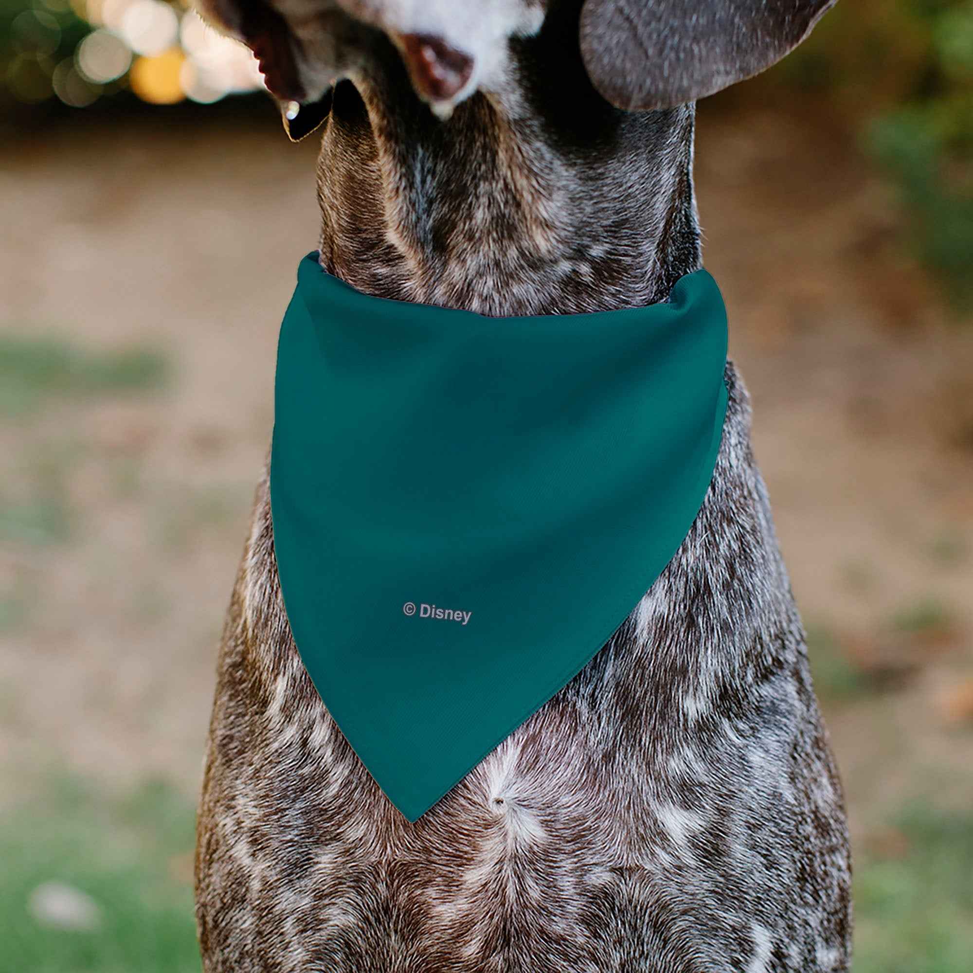 Buckle-Down The Lion King Timon Chill Vibes Hula Pose Blue/Multicolor Over-the-Collar Dog Bandana