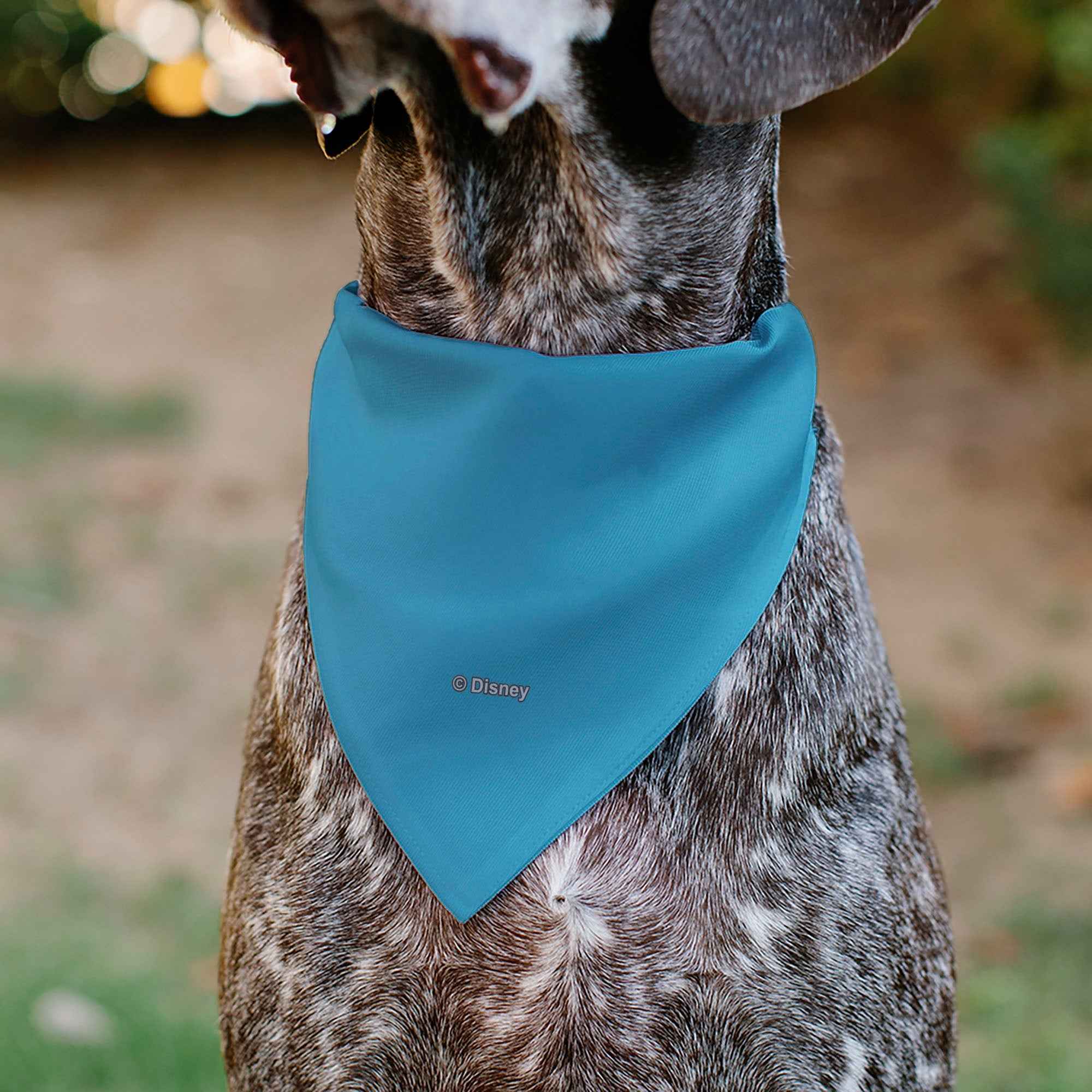 Buckle-Down Cinderella Face Pose Close-Up Blues Over-the-Collar Dog Bandana