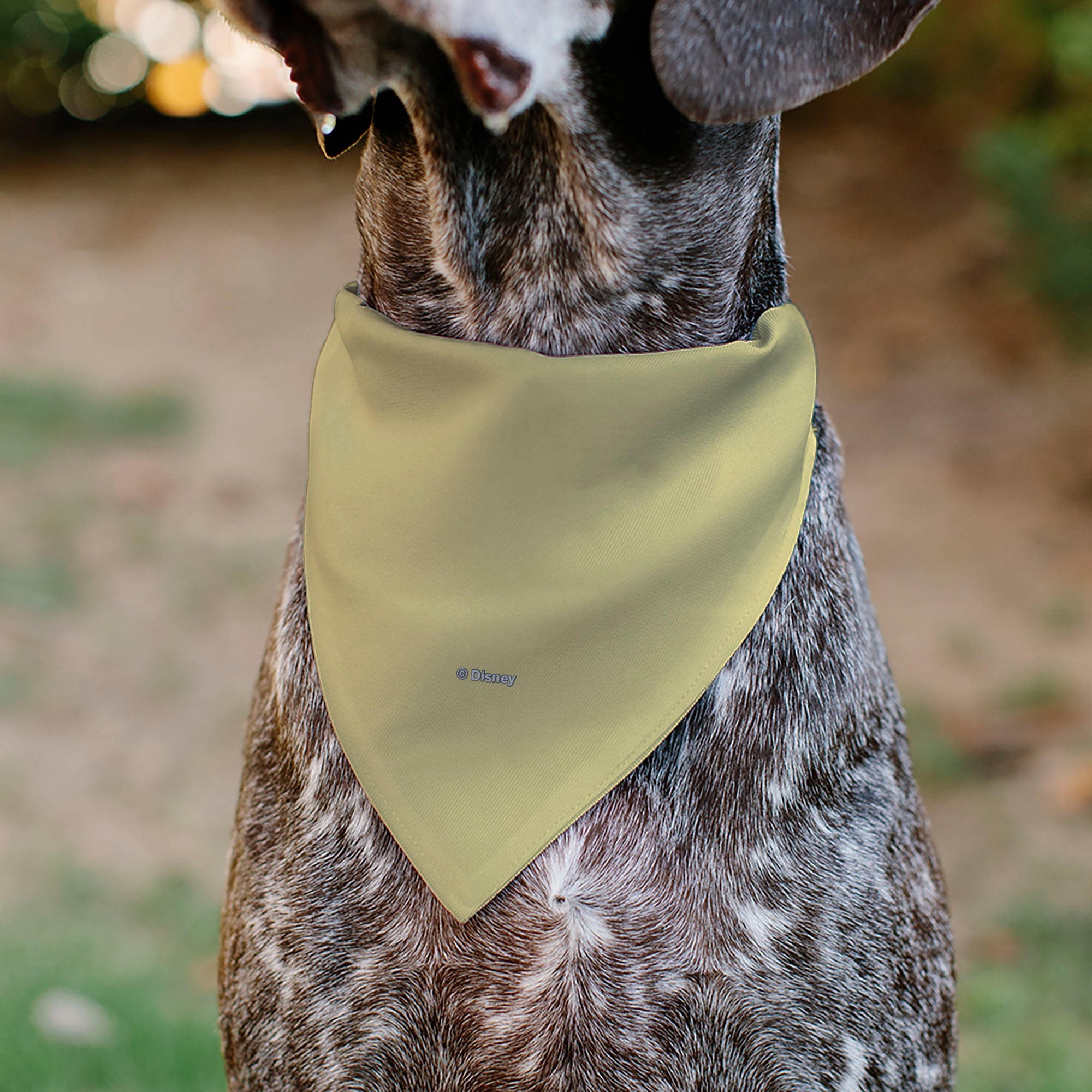 Buckle-Down Snow White Smiling Face Pose Yellow Over-the-Collar Dog Bandana