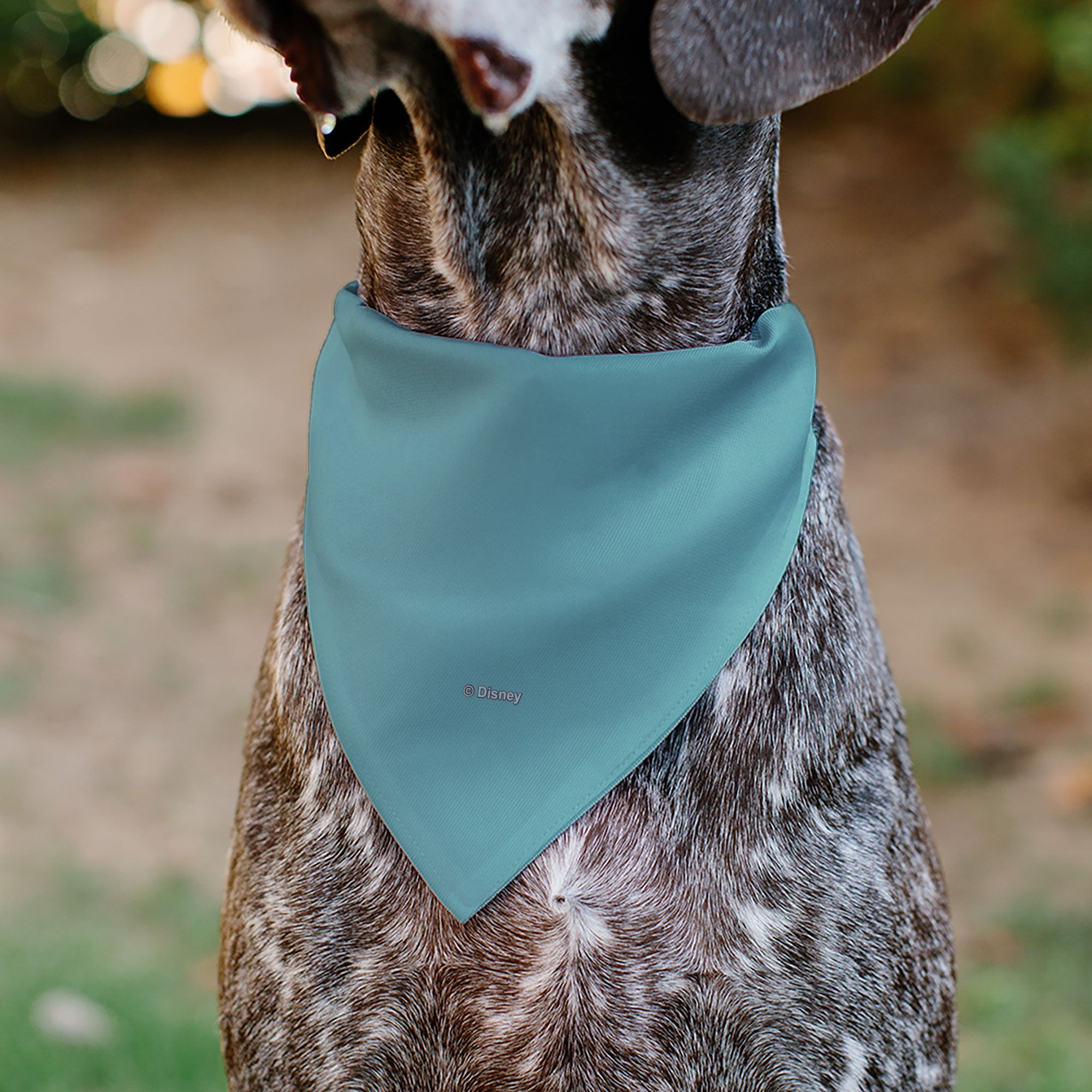 Buckle-Down Snow White Sweet Natured Pose Blue Over-the-Collar Dog Bandana