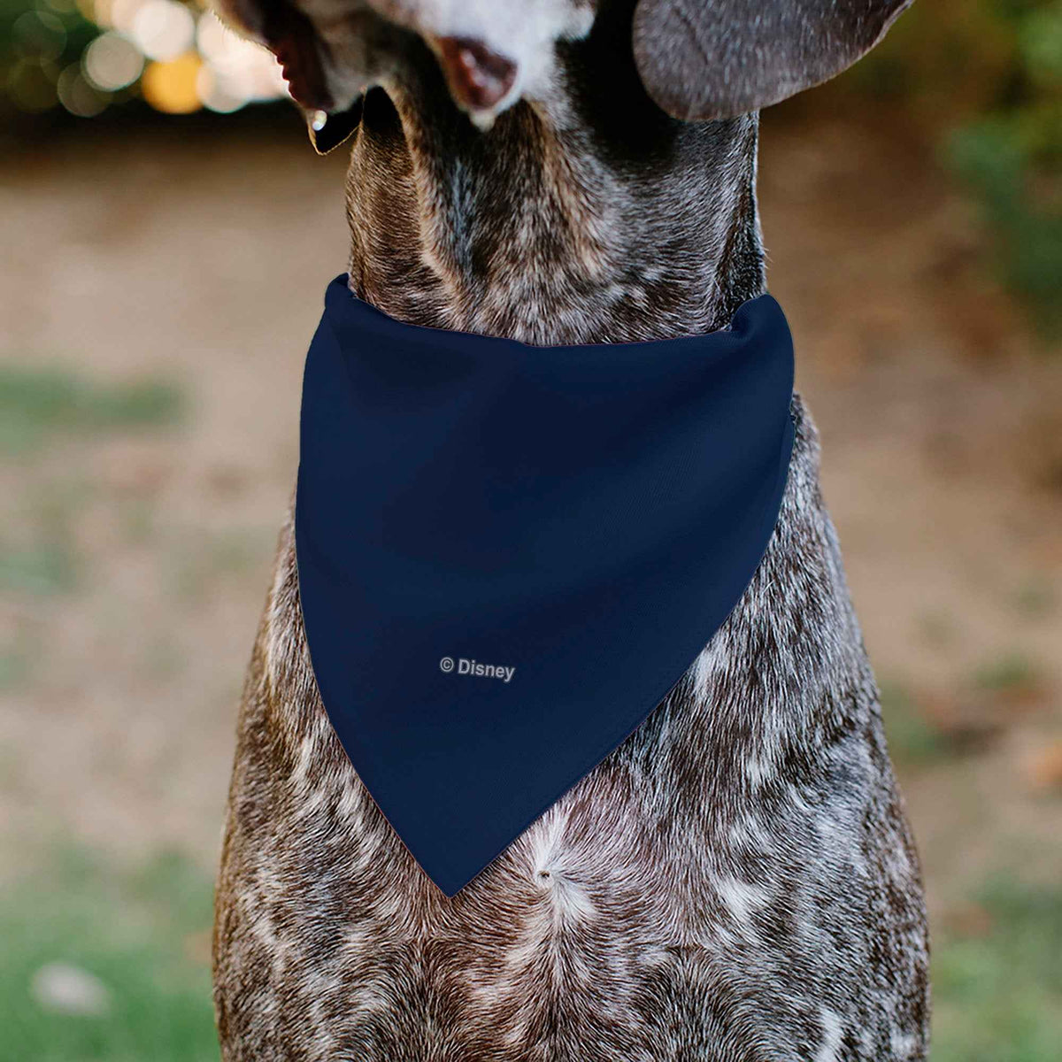 Pet Bandana - BEAUTY & THE BEAST Belle and Beast Dancing Pose Blue/Multi Color