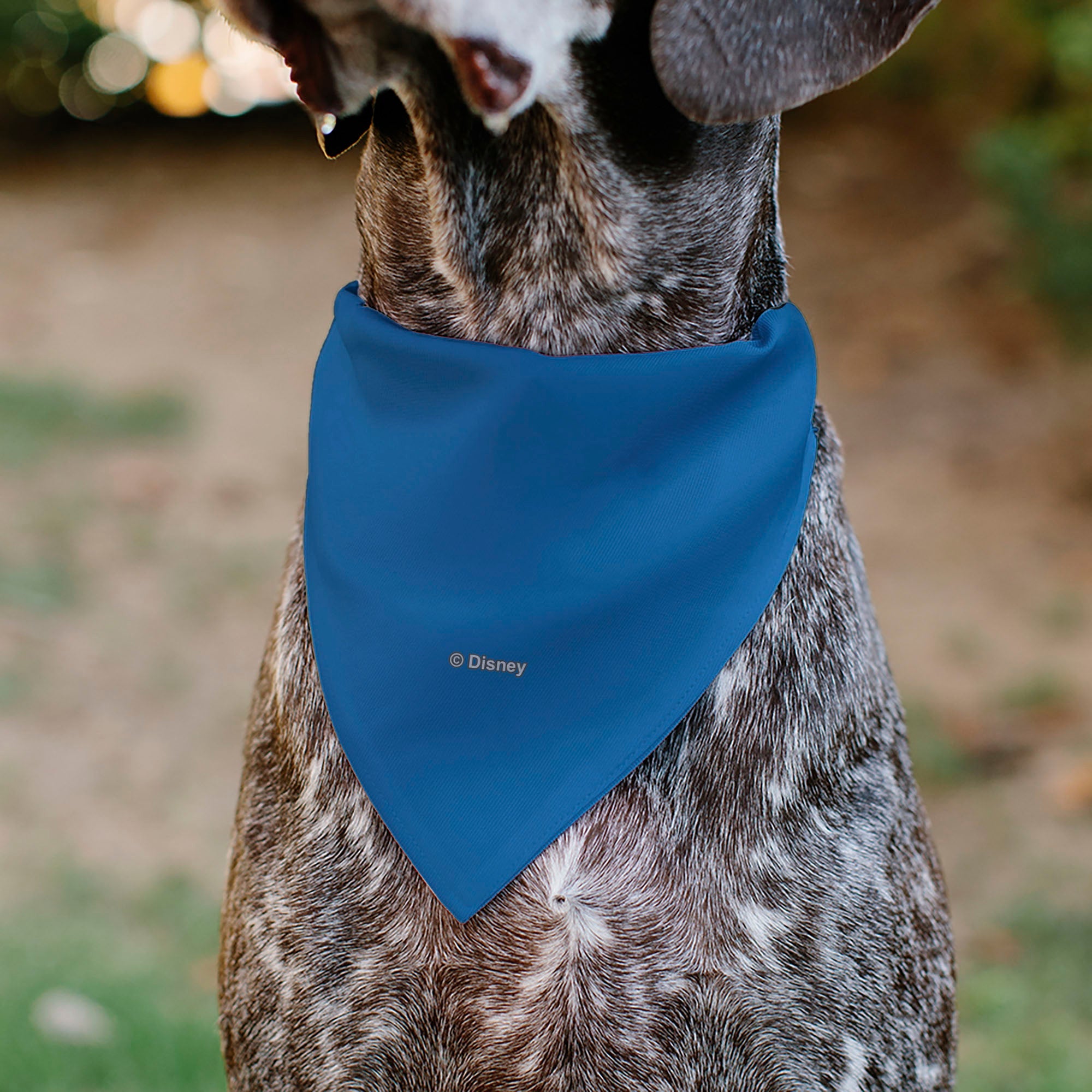 Buckle-Down Stitch Experiment 626 Logo Blue/Pink Over-the-Collar Dog Bandana