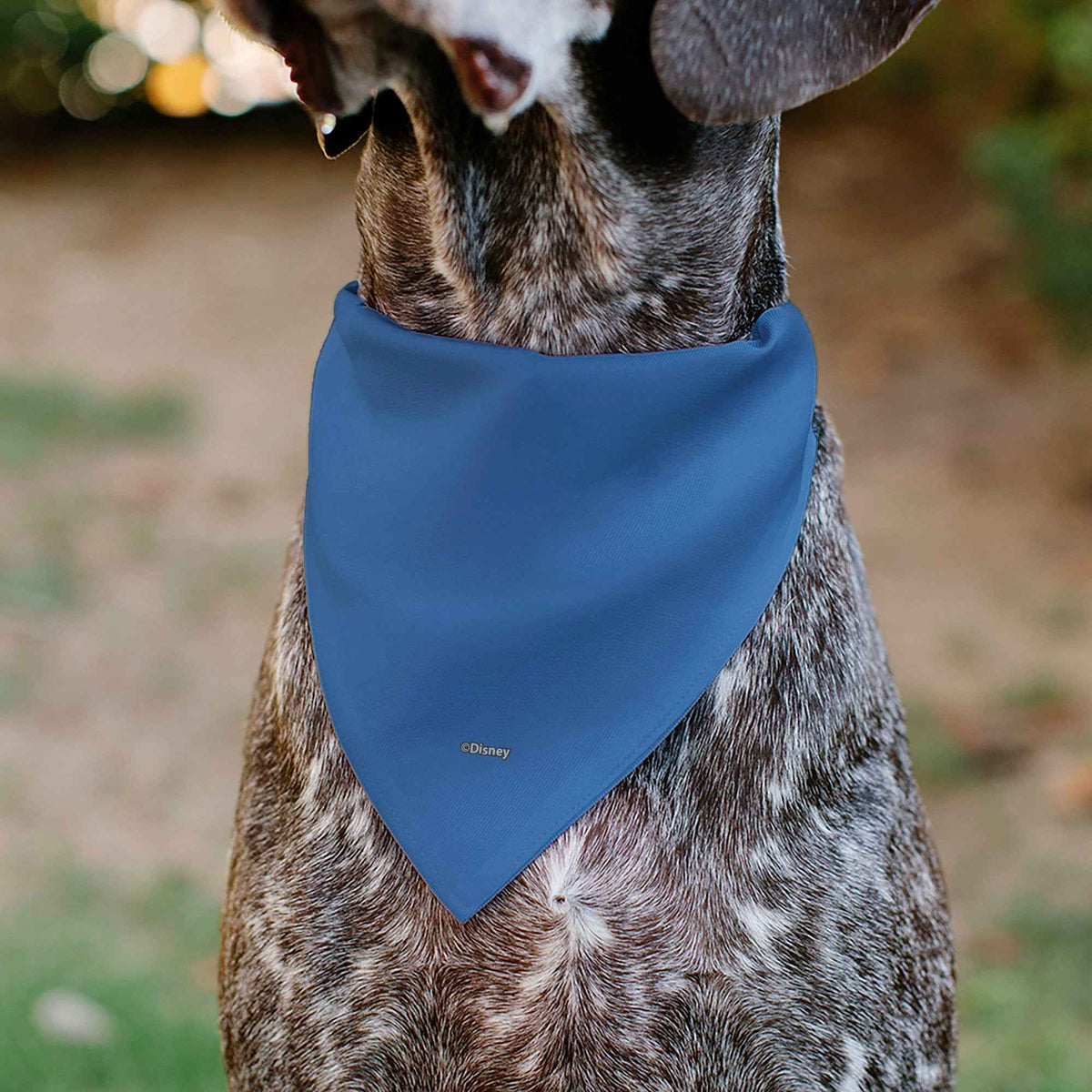 Pet Bandana - Donald Duck Sailor Suit Chest