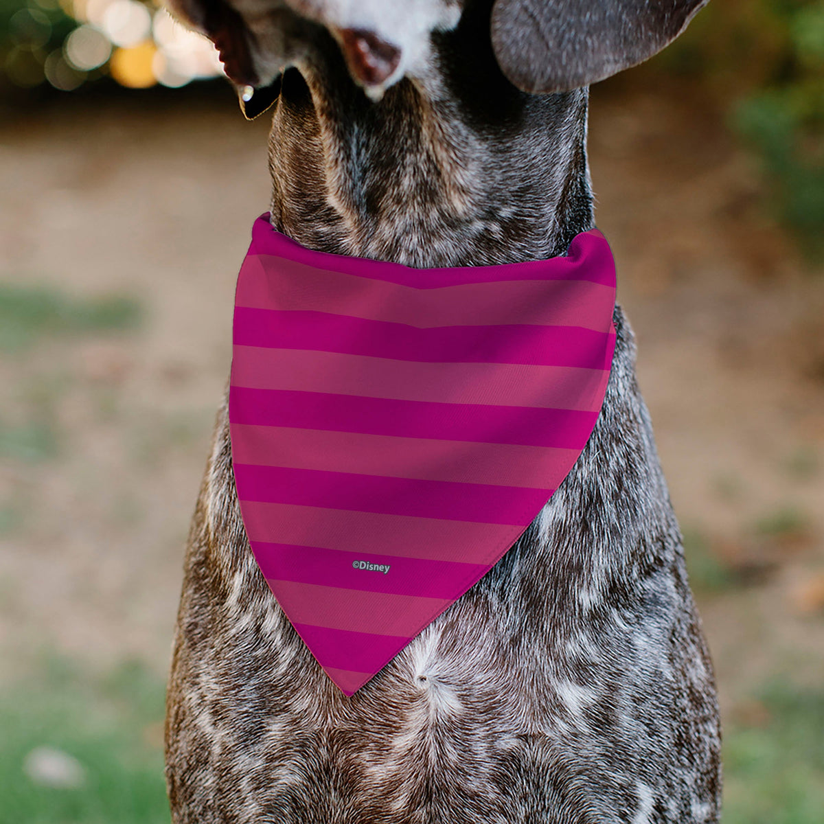Pet Bandana - Alice in Wonderland Cheshire Cat Winking Smile Pinks | HT Animal Supply